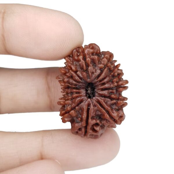 Nepali 15 Face Rudraksha with Lab Certificate 29.67mm collector