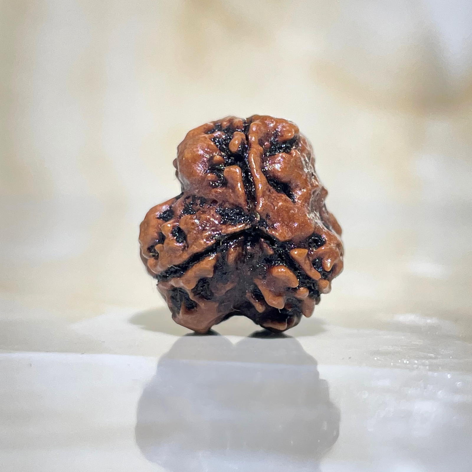 3 Mukhi Rudraksha, Nepali Rudraksha with Lab Certified