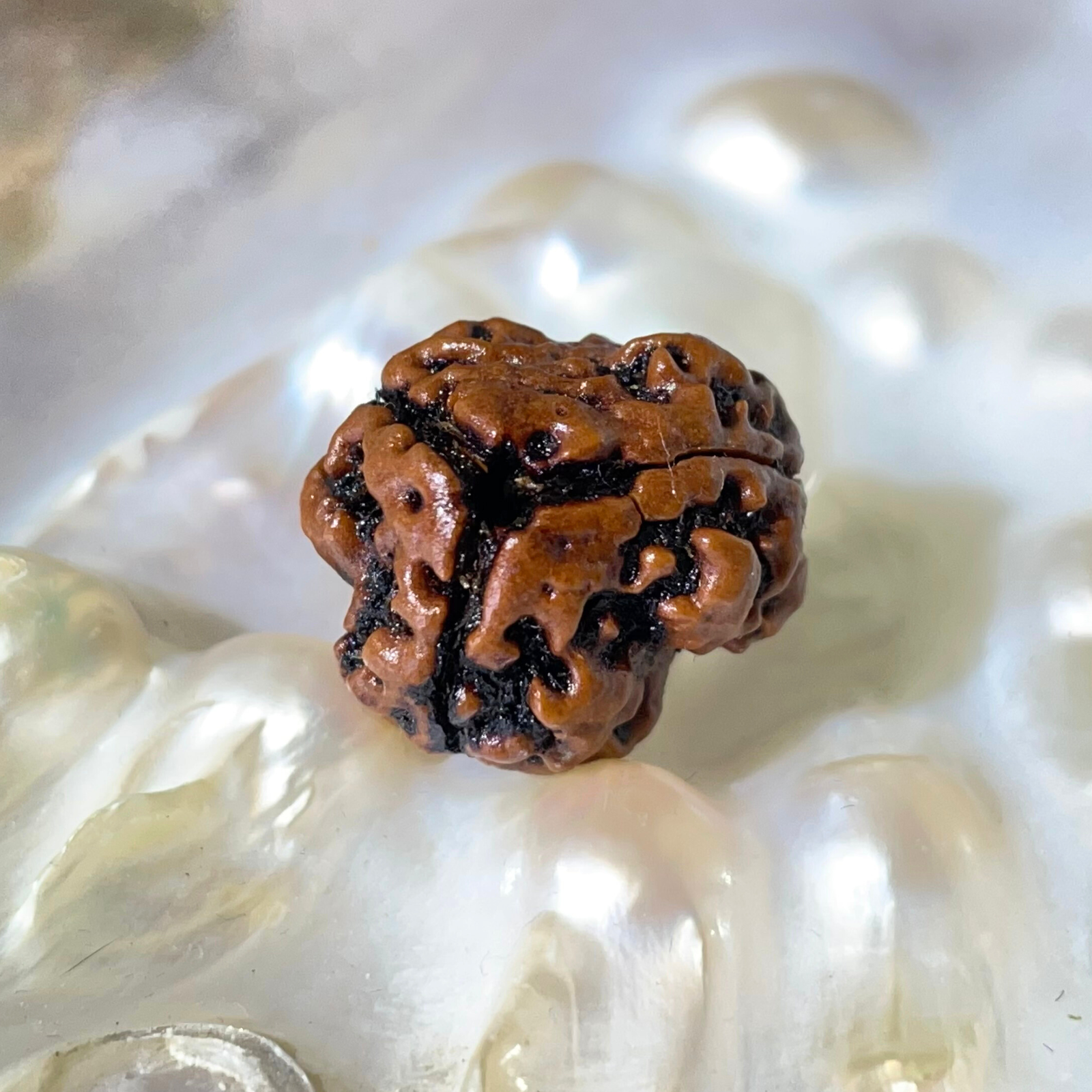 3 Mukhi Rudraksha, Nepali Rudraksha with Lab Certified - Image 8