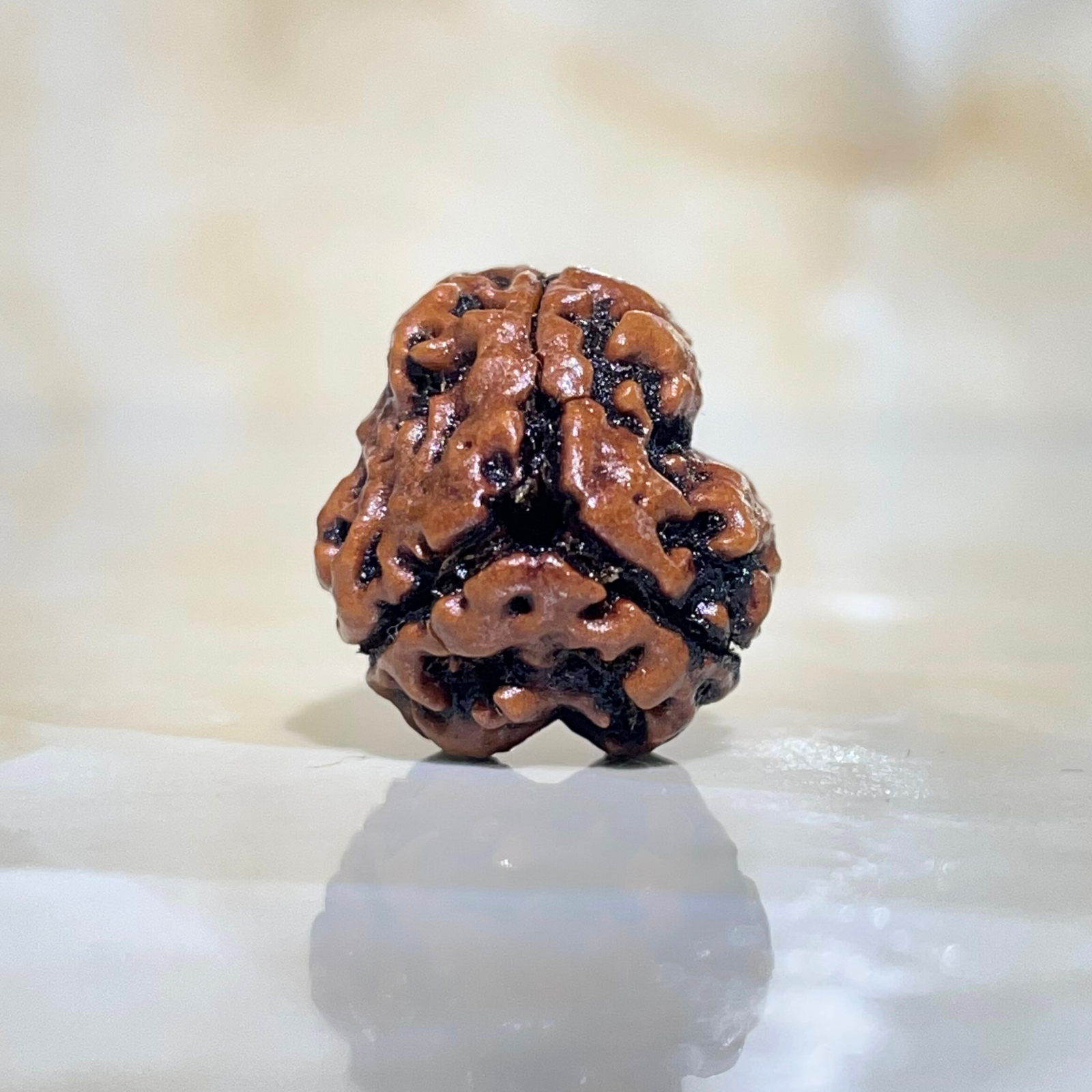 3 Mukhi Rudraksha, Nepali Rudraksha with Lab Certified - Image 3