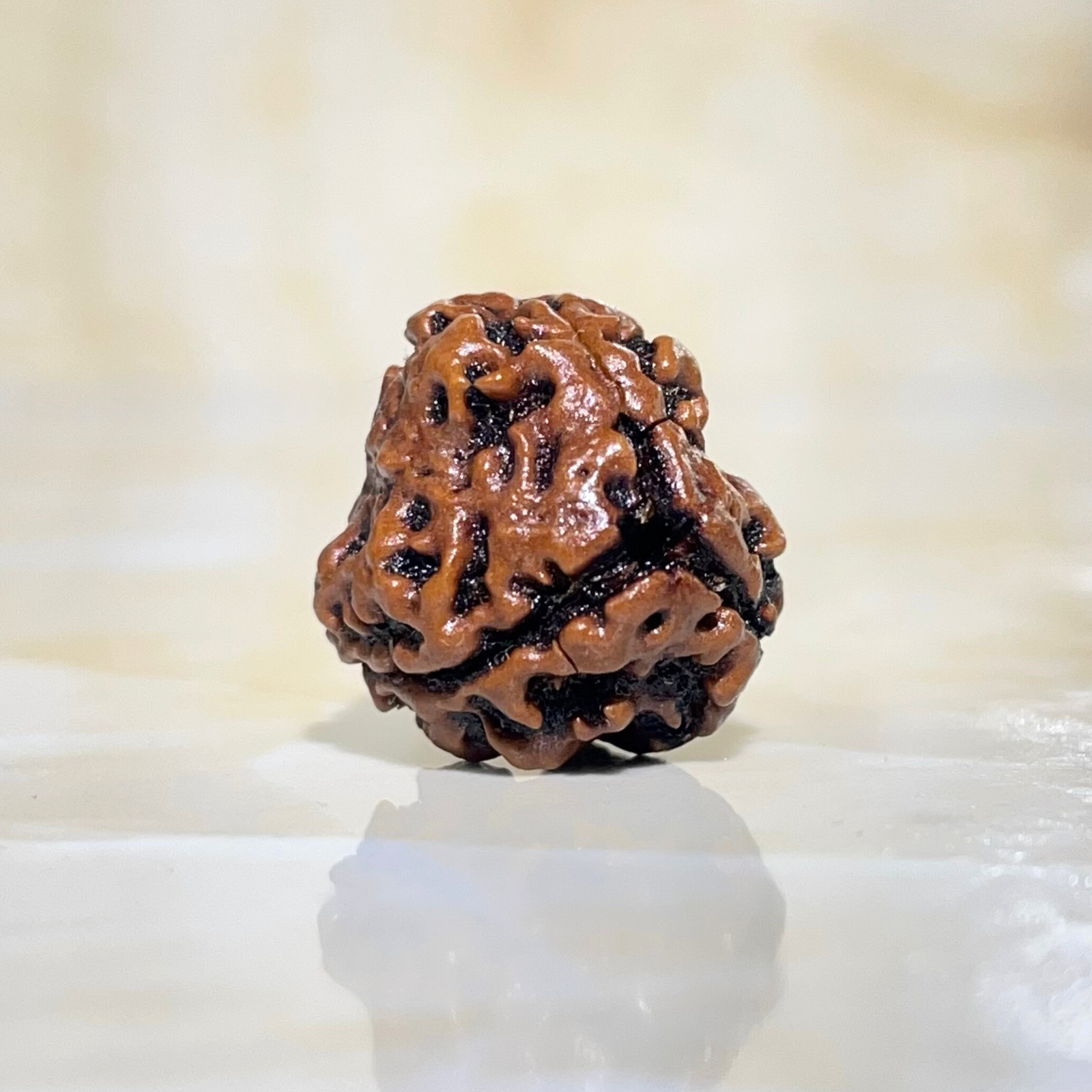 3 Mukhi Rudraksha, Nepali Rudraksha with Lab Certified - Image 4