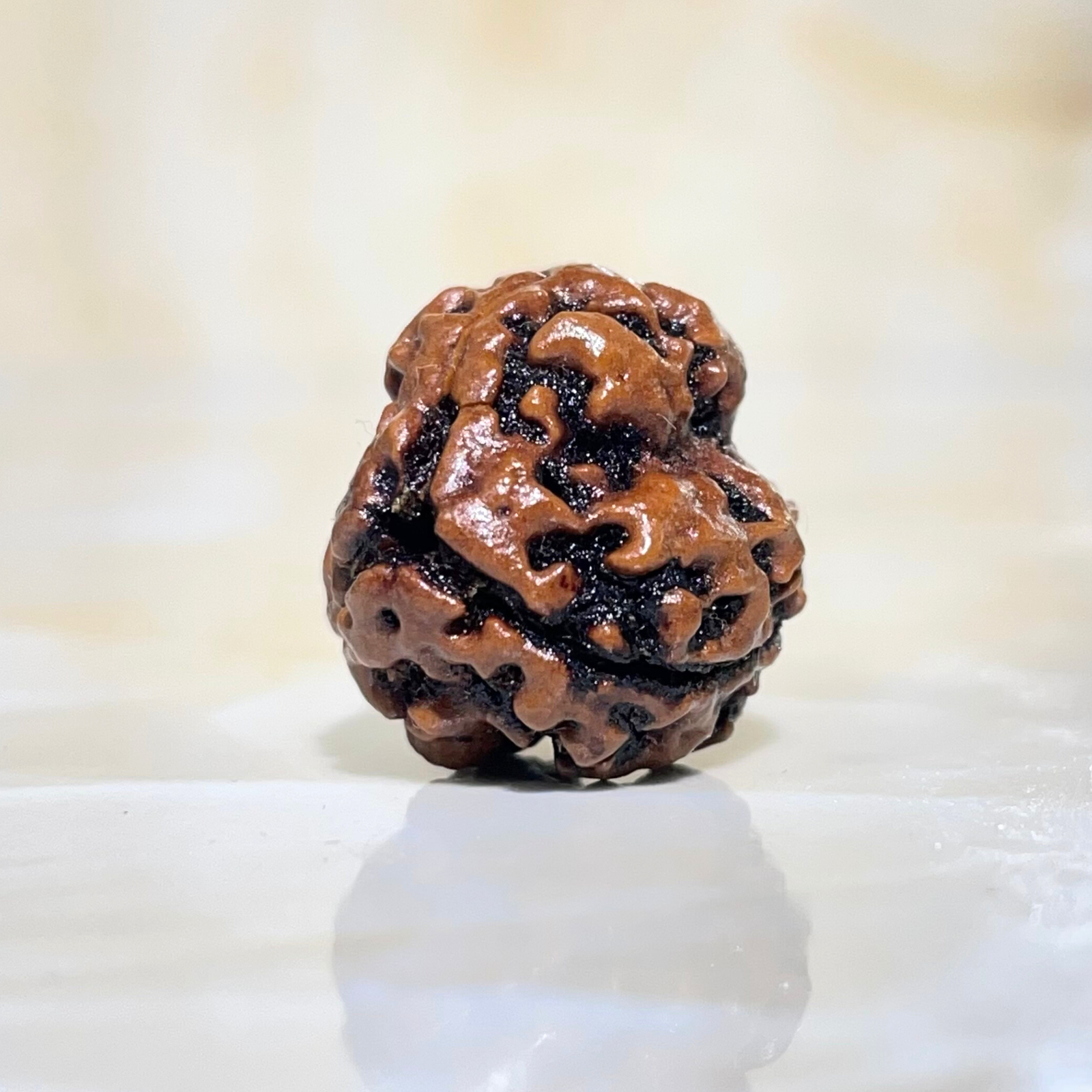 3 Mukhi Rudraksha, Nepali Rudraksha with Lab Certified - Image 5