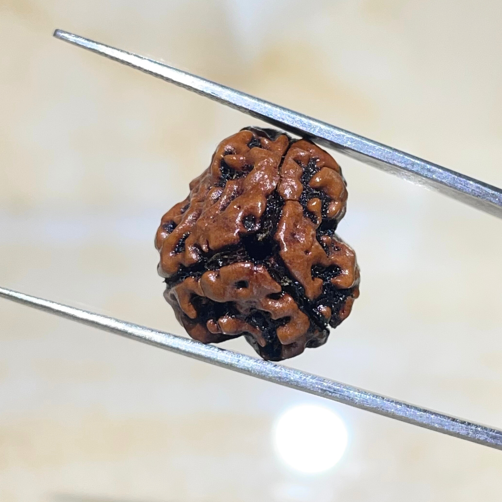 3 Mukhi Rudraksha, Nepali Rudraksha with Lab Certified - Image 7