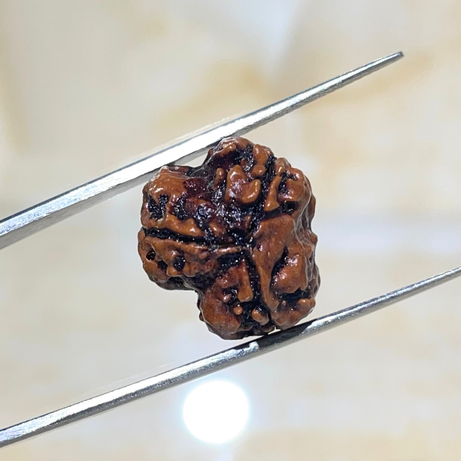 3 Mukhi Rudraksha, Nepali Rudraksha with Lab Certified - Image 6