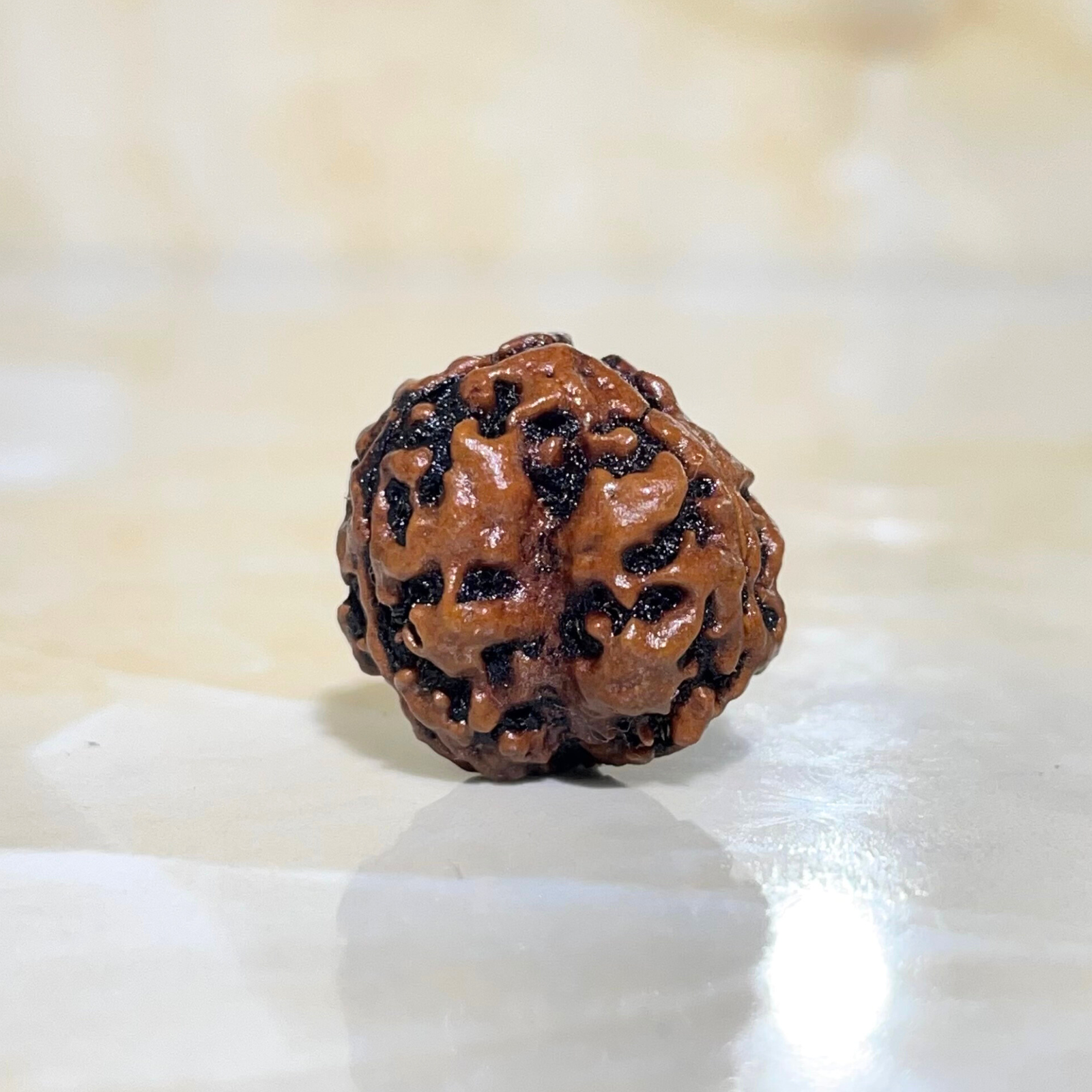 3 Mukhi Rudraksha, Nepali Rudraksha with Lab Certified - Image 9