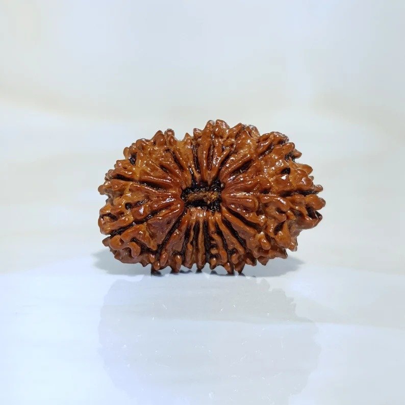 16 Mukhi Nepali Rudraksha with X-Ray and Lab Certificate - Image 4