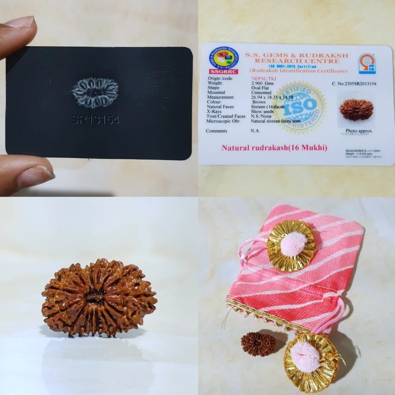 16 Mukhi Nepali Rudraksha with X-Ray and Lab Certificate - Image 3