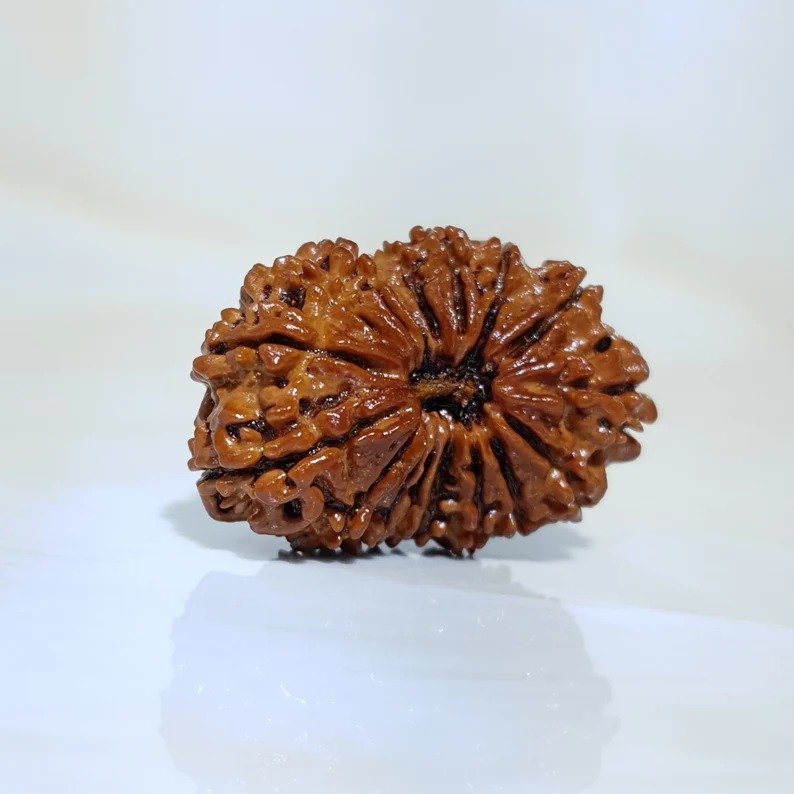16 Mukhi Nepali Rudraksha with X-Ray and Lab Certificate - Image 8