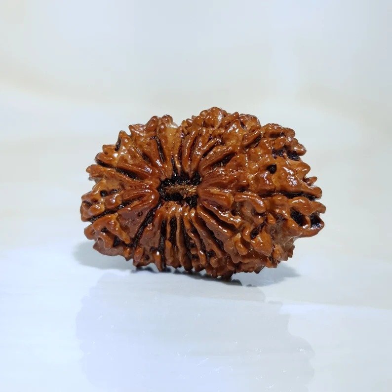 16 Mukhi Nepali Rudraksha with X-Ray and Lab Certificate - Image 2