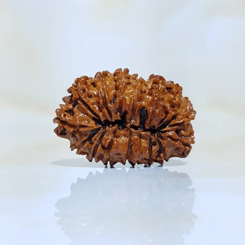 16 Mukhi Nepali Rudraksha with X-Ray and Lab Certificate - Image 7