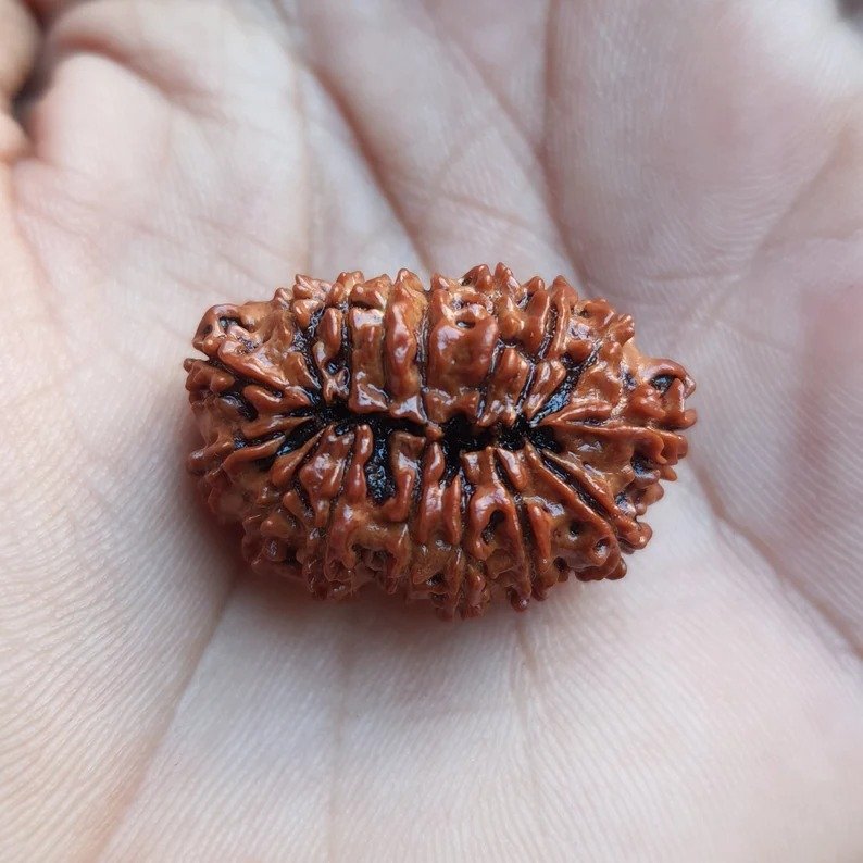 16 Mukhi Nepali Rudraksha with X-Ray and Lab Certificate - Image 9