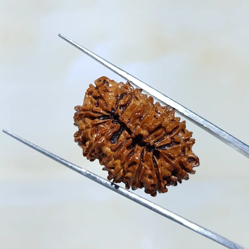 16 Mukhi Nepali Rudraksha with X-Ray and Lab Certificate - Image 6