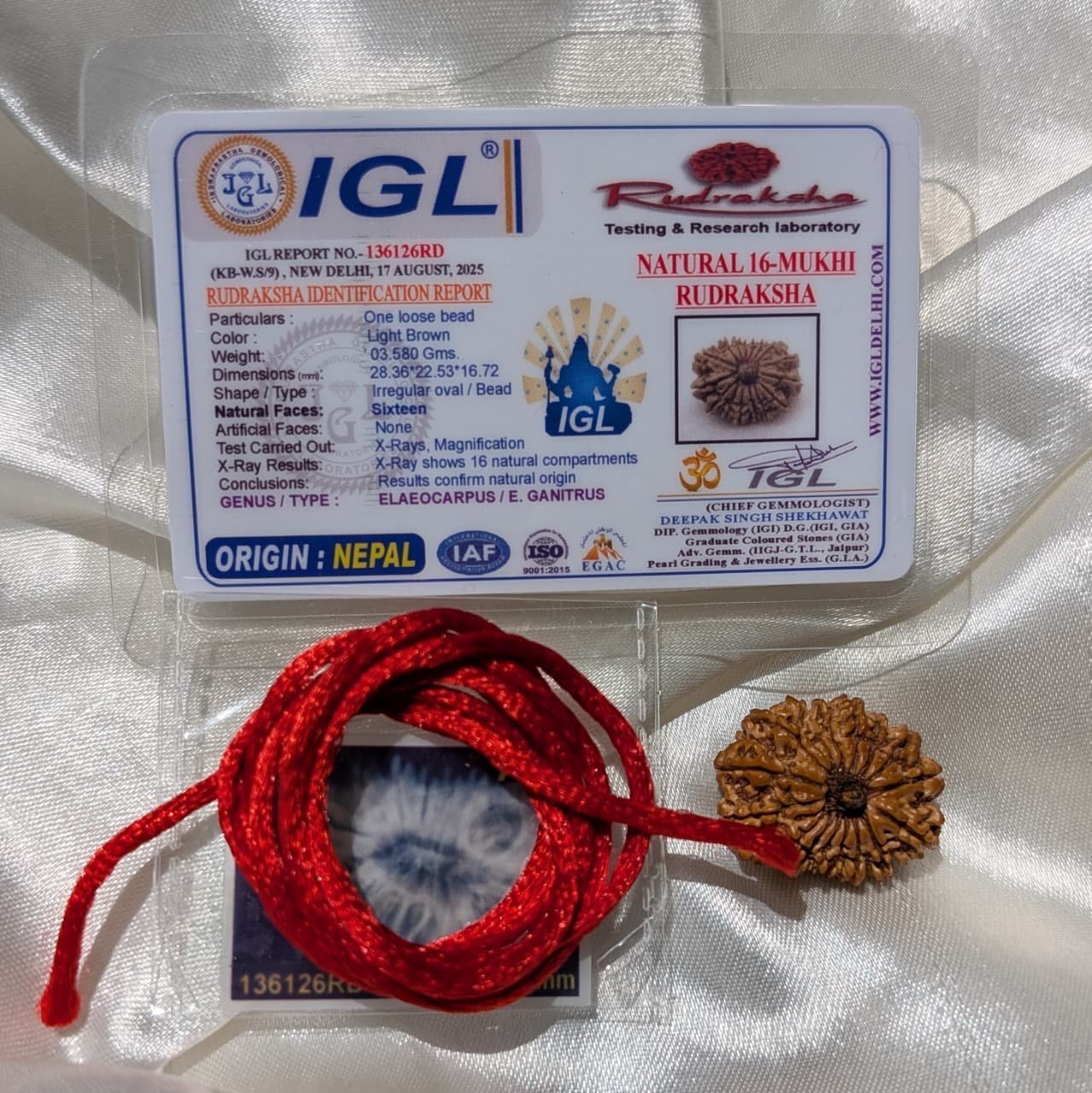 16 Mukhi Rudraksha Pendant – Nepali IGL Certified with X-ray - Image 6
