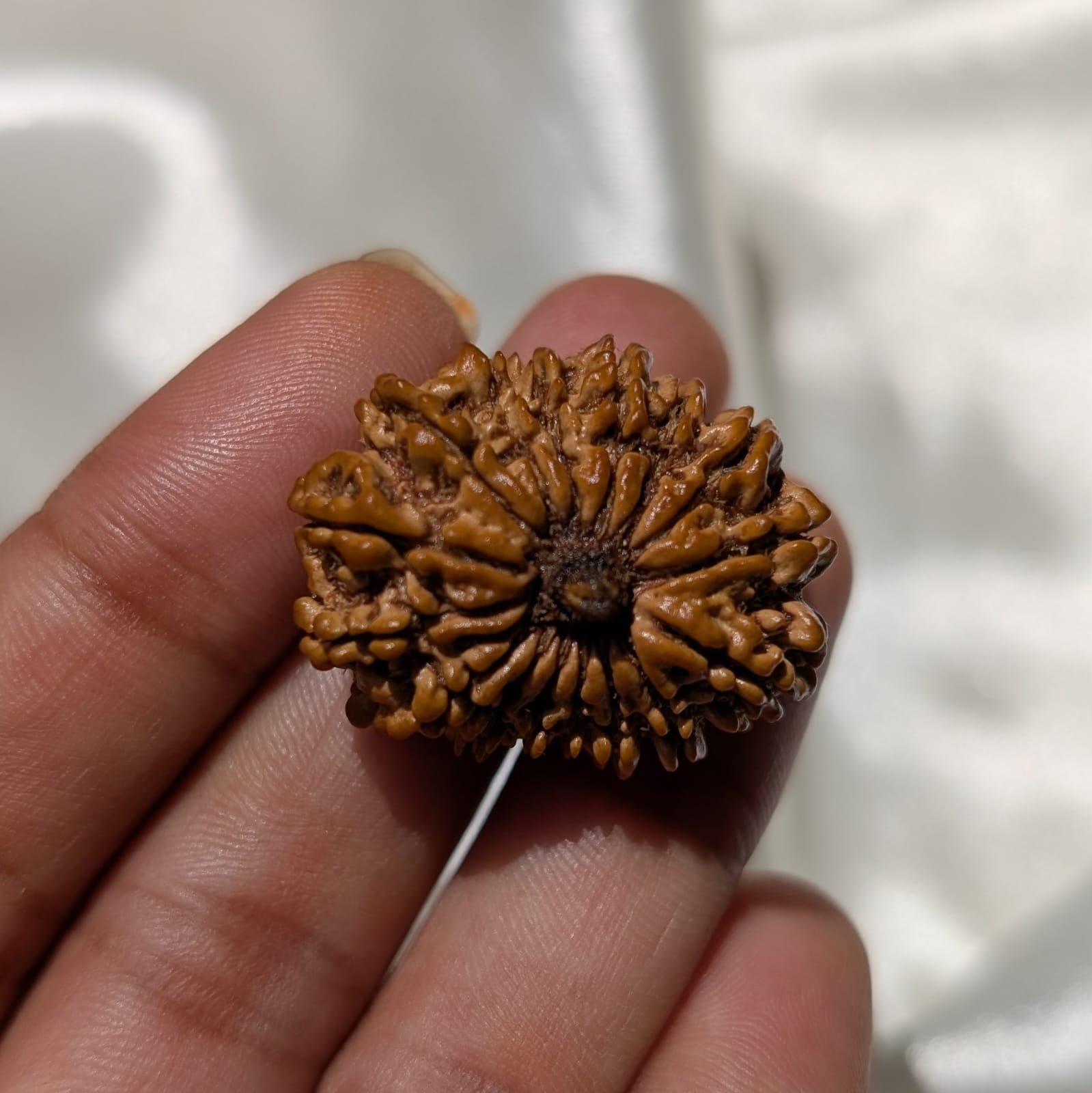 16 Mukhi Rudraksha Pendant – Nepali IGL Certified with X-ray - Image 10