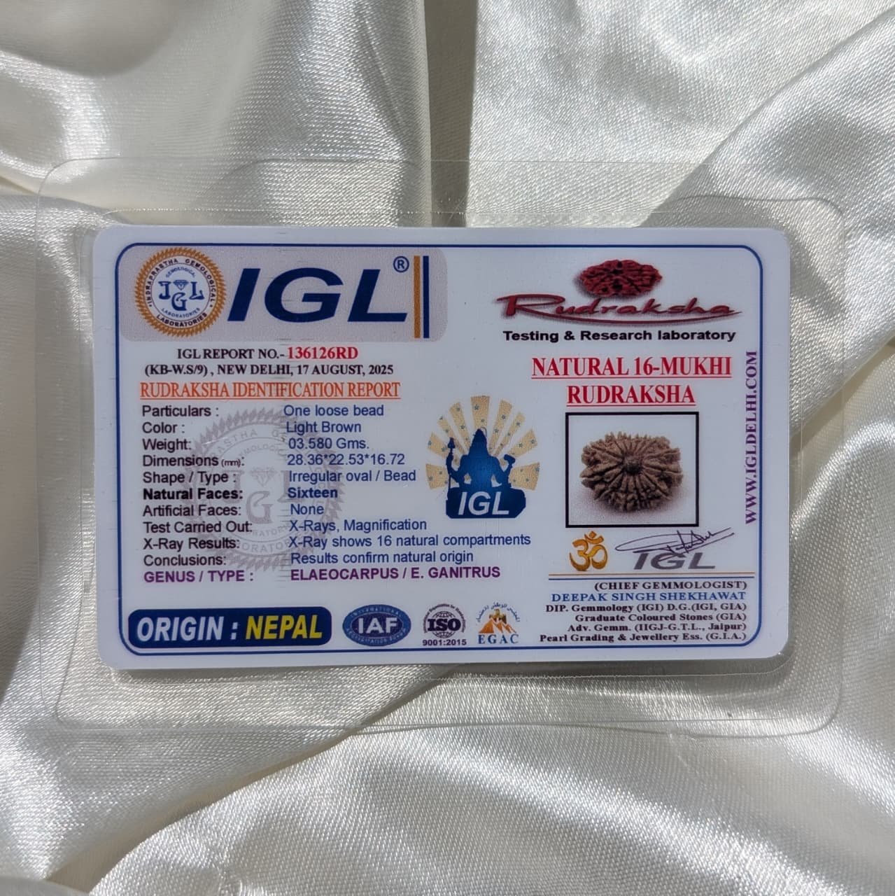 16 Mukhi Rudraksha Pendant – Nepali IGL Certified with X-ray - Image 2