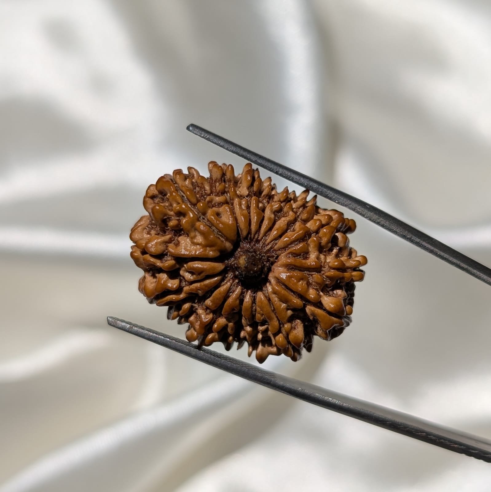 16 Mukhi Rudraksha Pendant – Nepali IGL Certified with X-ray - Image 5