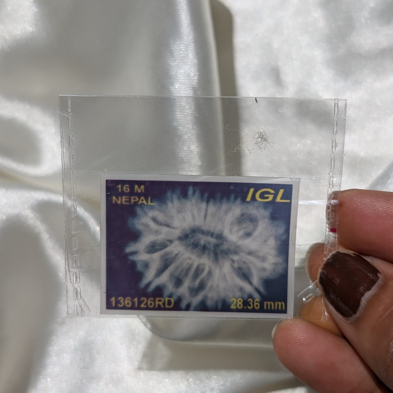 16 Mukhi Rudraksha Pendant – Nepali IGL Certified with X-ray - Image 3