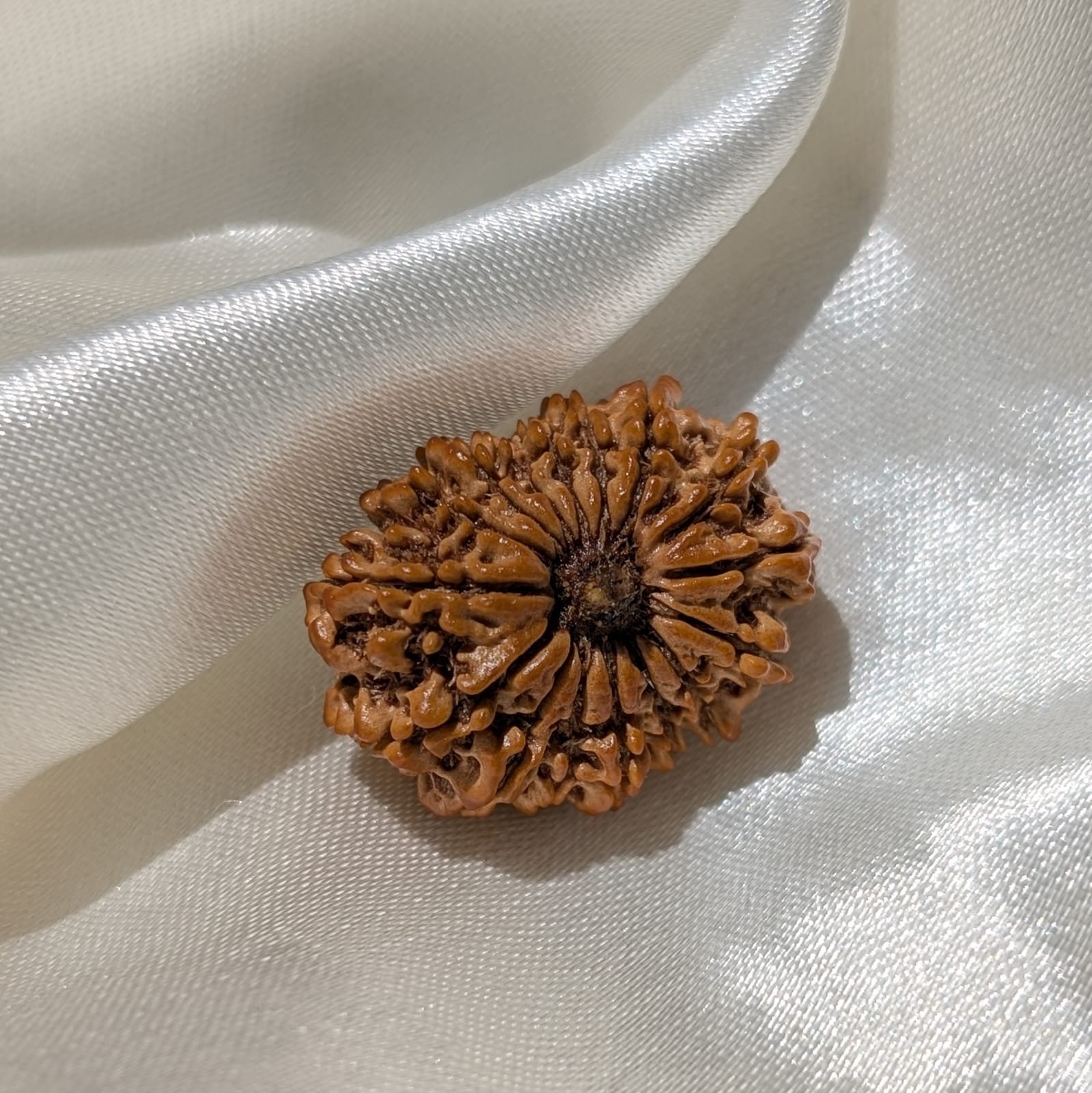 16 Mukhi Rudraksha Pendant – Nepali IGL Certified with X-ray - Image 9