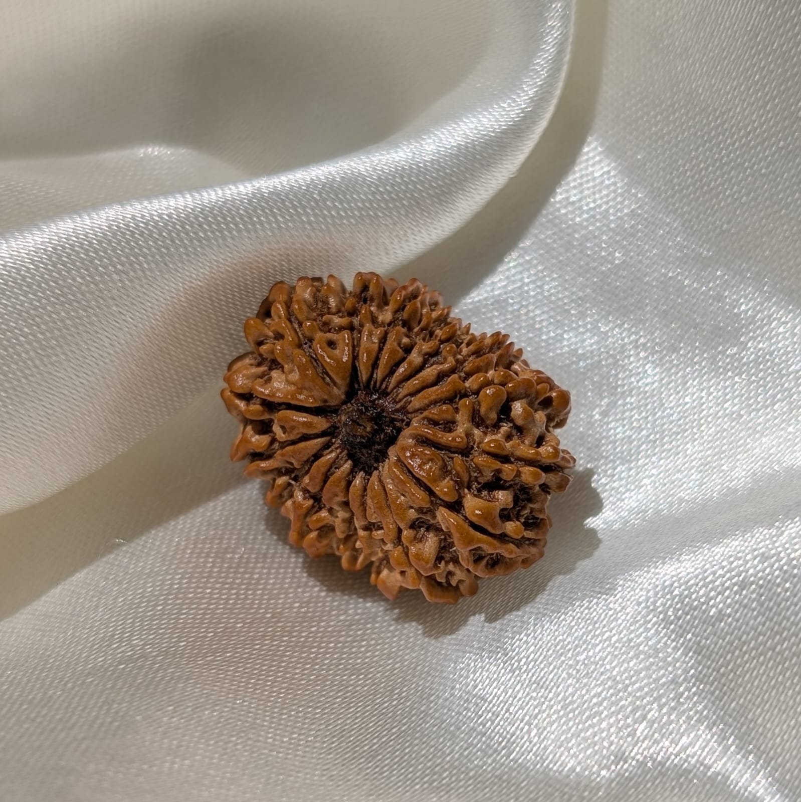 16 Mukhi Rudraksha Pendant – Nepali IGL Certified with X-ray - Image 8