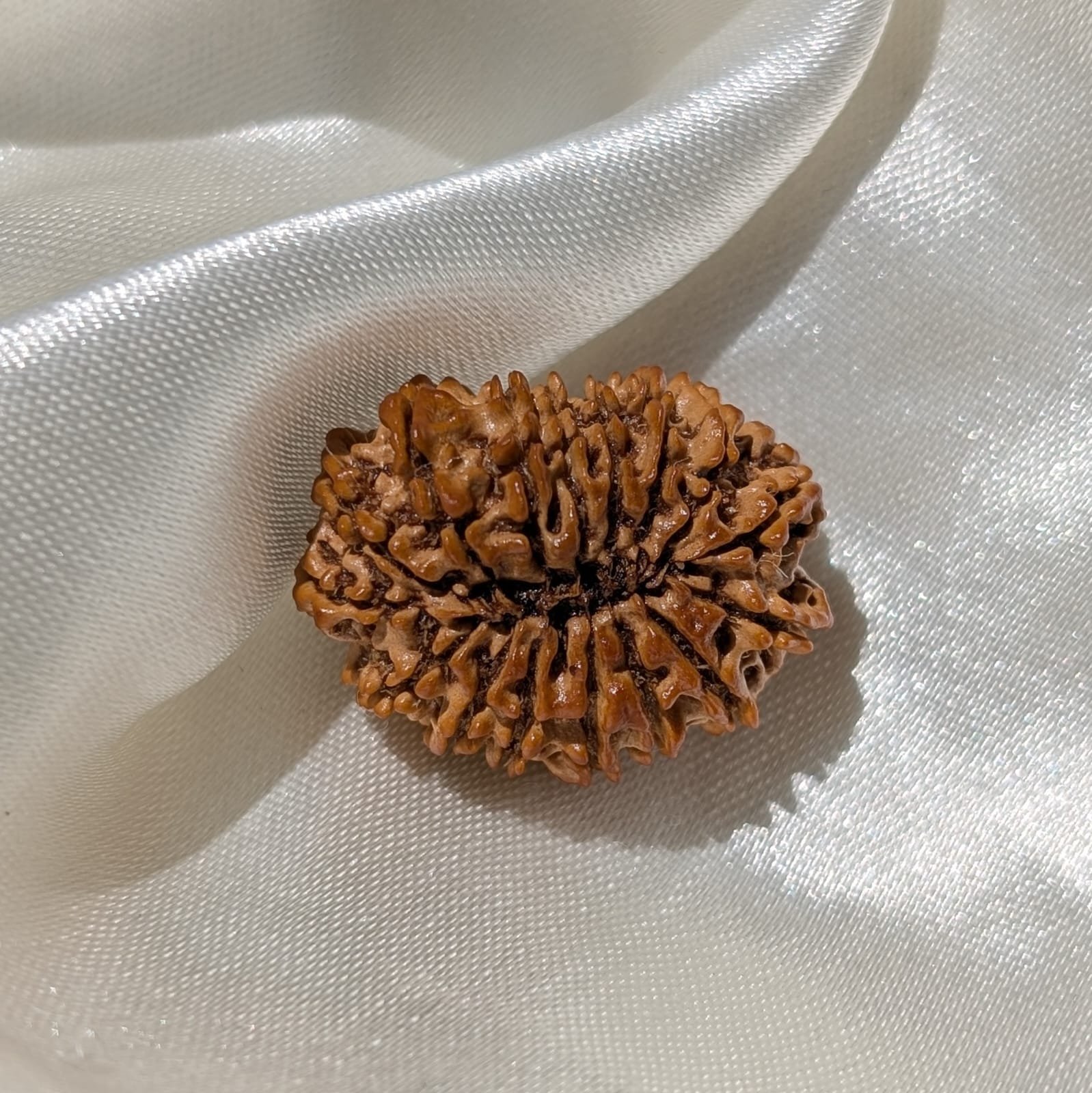 16 Mukhi Rudraksha Pendant – Nepali IGL Certified with X-ray - Image 7