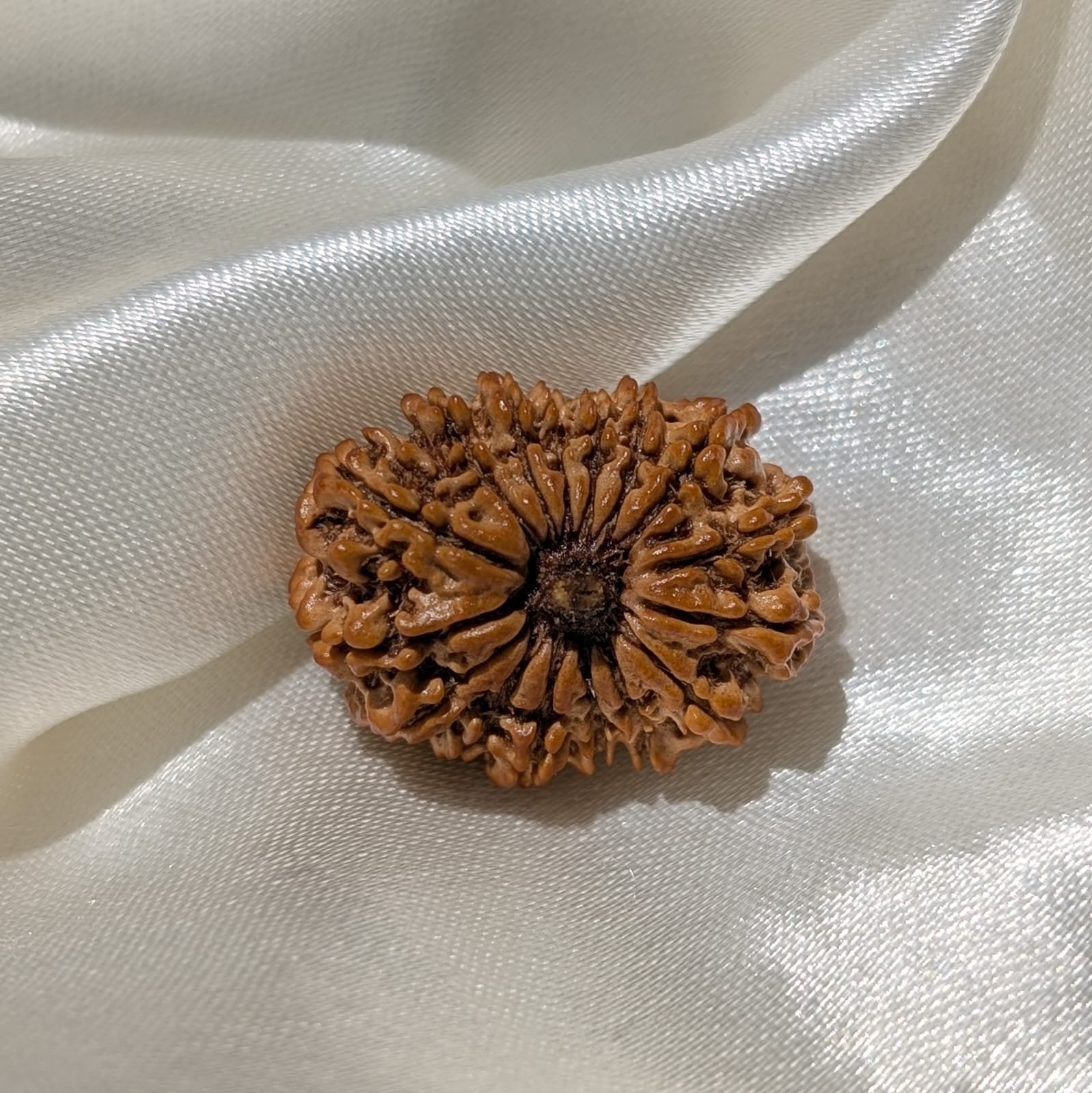 16 Mukhi Rudraksha Pendant – Nepali IGL Certified with X-ray