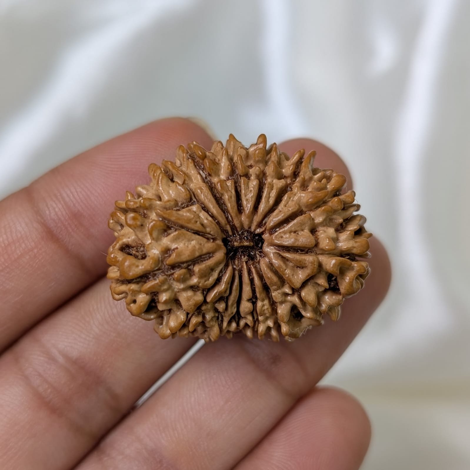 IGL Lab Certified 15 Mukhi Nepali Rudraksha (31mm) – Original 15 Face with IGL Certified