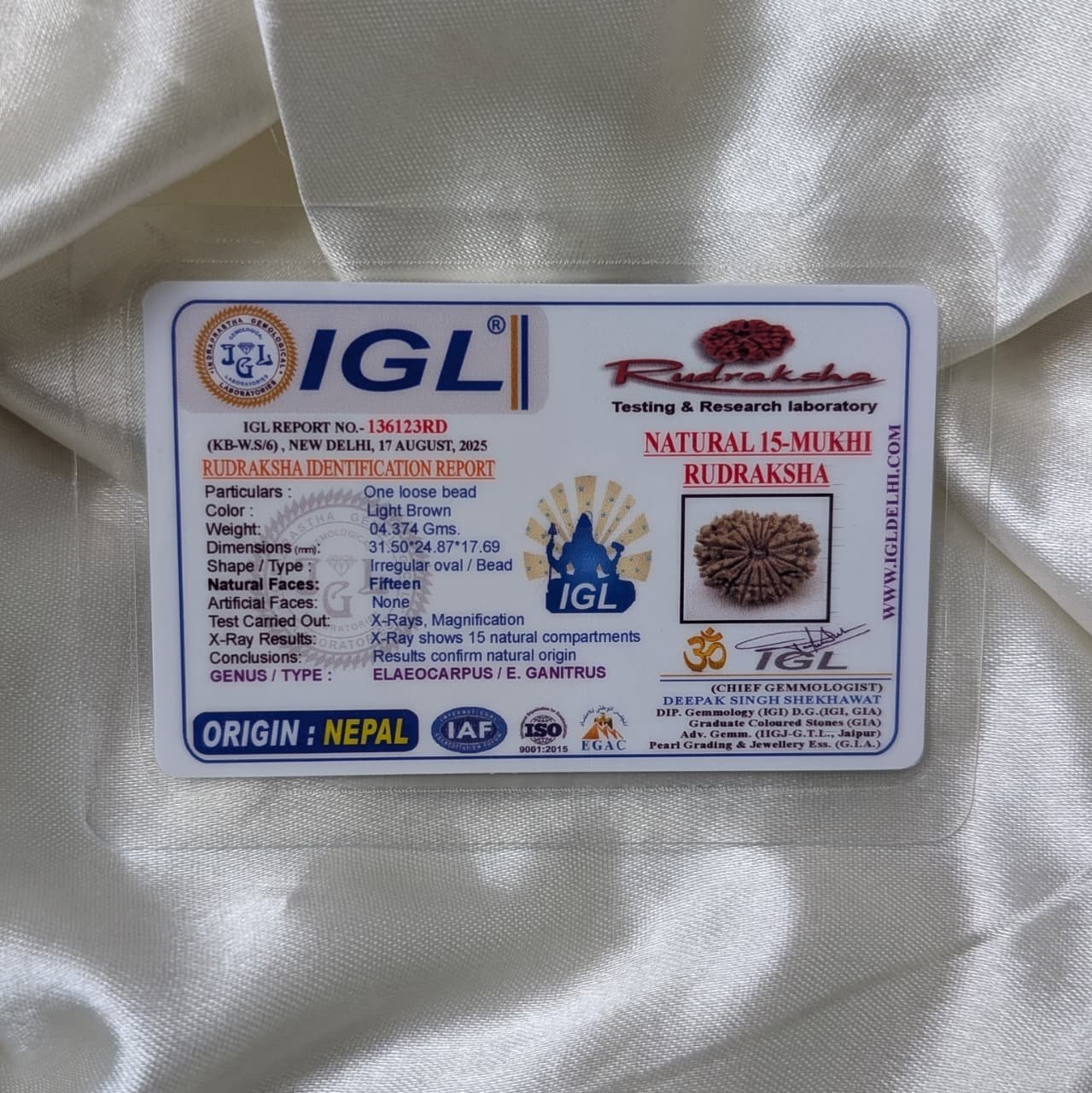 IGL Lab Certified 15 Mukhi Nepali Rudraksha (31mm) – Original 15 Face with IGL Certified - Image 2