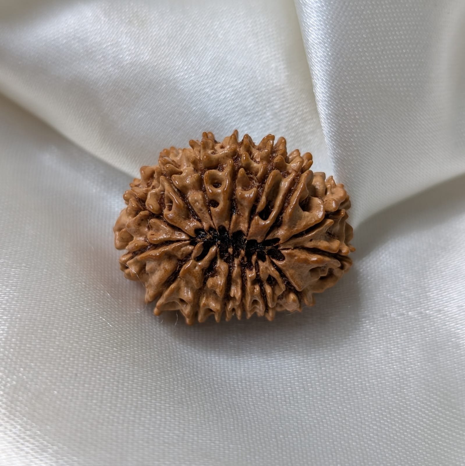 IGL Lab Certified 15 Mukhi Nepali Rudraksha (31mm) – Original 15 Face with IGL Certified - Image 9