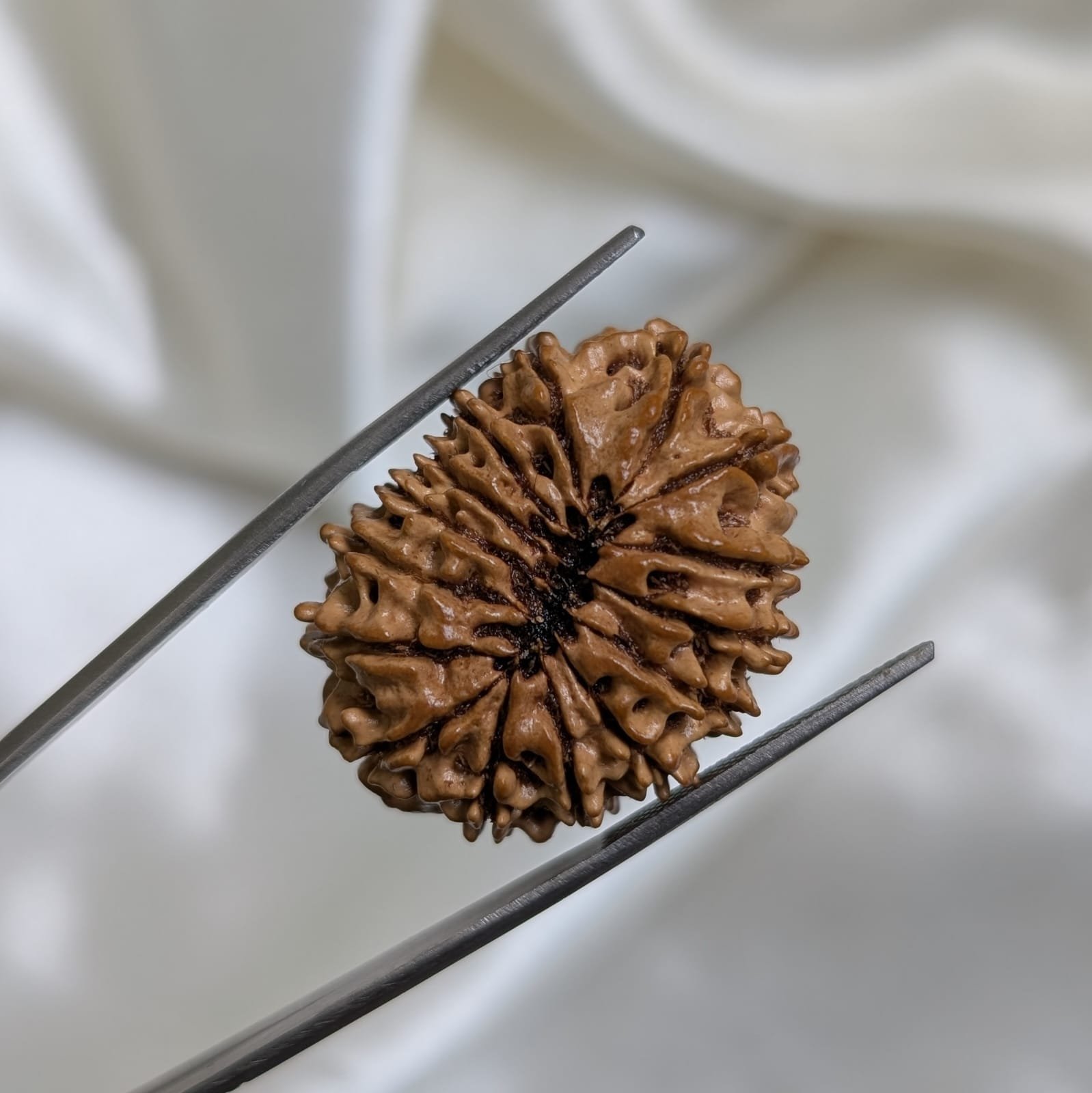 IGL Lab Certified 15 Mukhi Nepali Rudraksha (31mm) – Original 15 Face with IGL Certified - Image 3