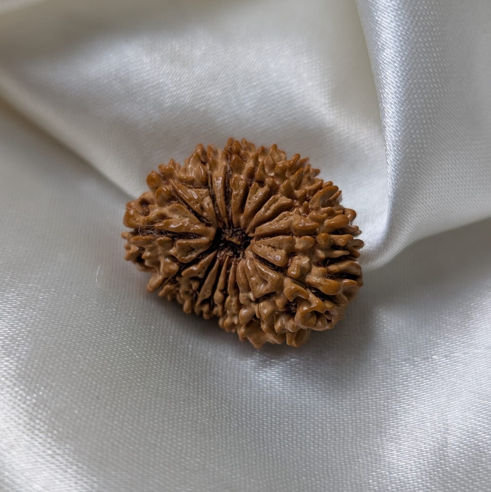 IGL Lab Certified 15 Mukhi Nepali Rudraksha (31mm) – Original 15 Face with IGL Certified - Image 6