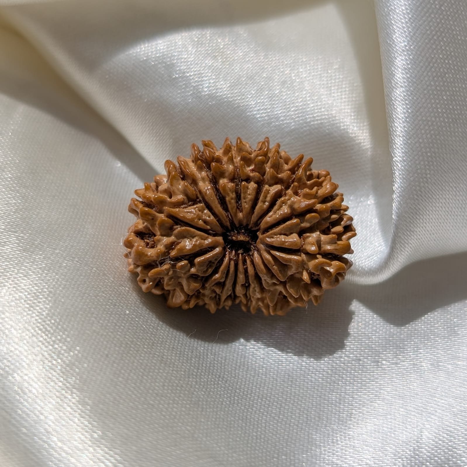 IGL Lab Certified 15 Mukhi Nepali Rudraksha (31mm) – Original 15 Face with IGL Certified - Image 8