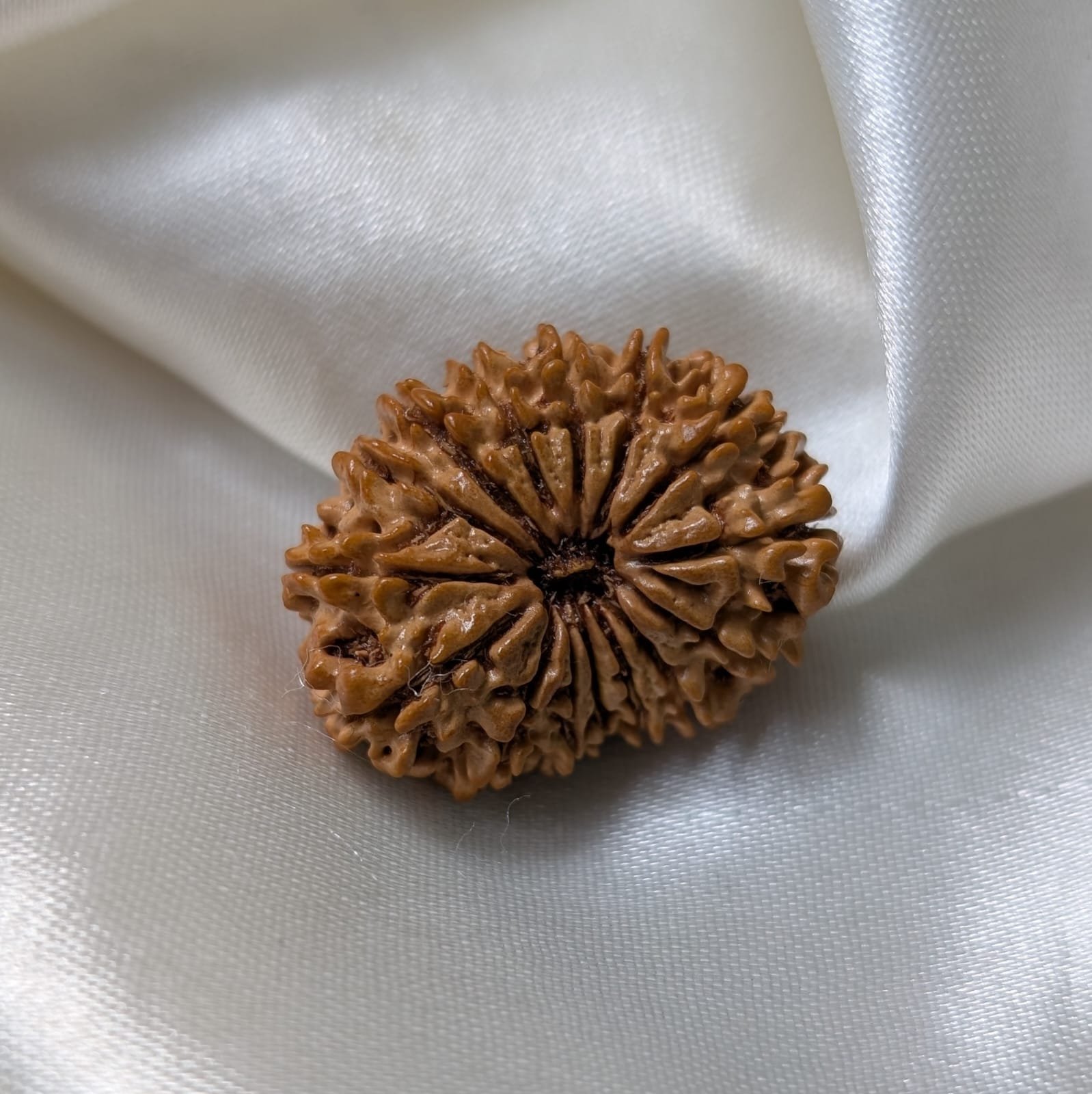 IGL Lab Certified 15 Mukhi Nepali Rudraksha (31mm) – Original 15 Face with IGL Certified - Image 5