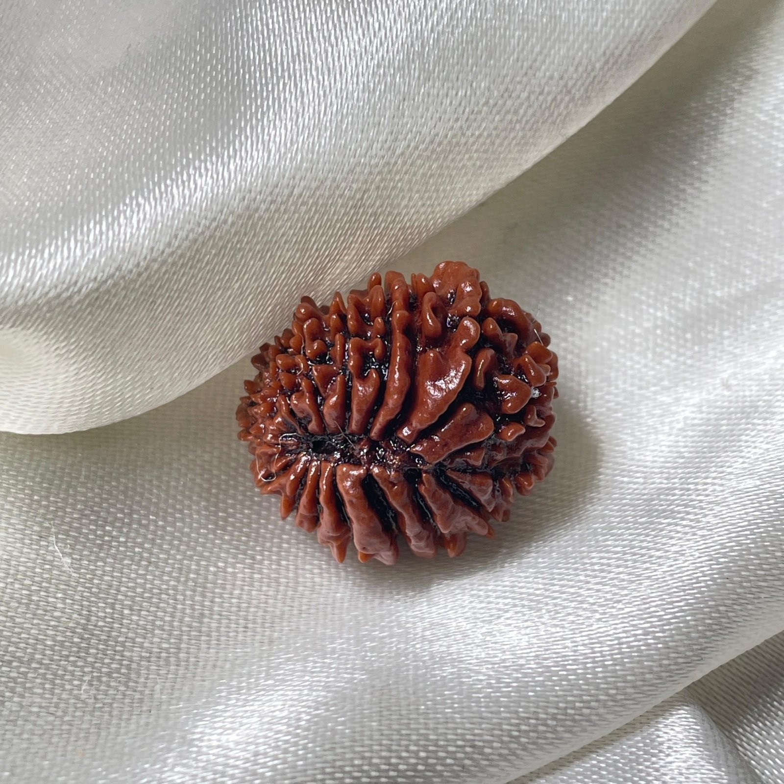 IGL Certified 17 Mukhi Rudraksha – Nepal Origin with X-ray - Image 9