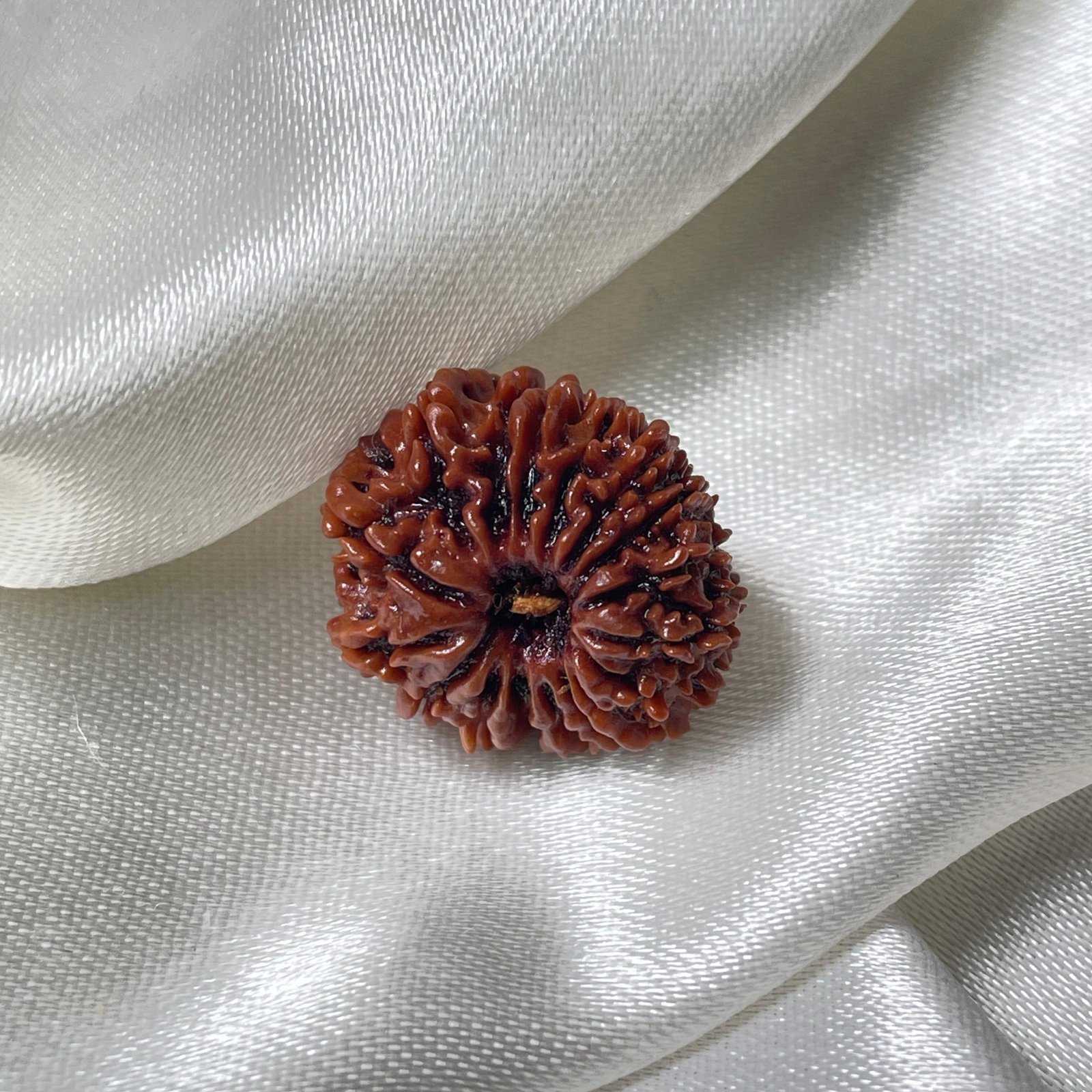 IGL Certified 17 Mukhi Rudraksha – Nepal Origin with X-ray
