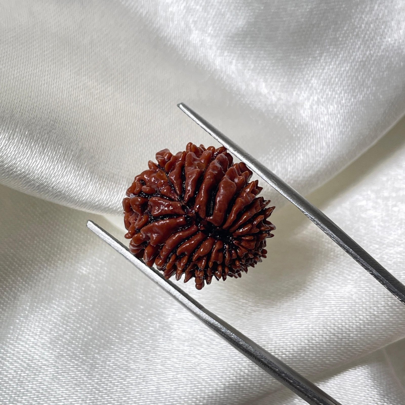 IGL Certified 17 Mukhi Rudraksha – Nepal Origin with X-ray - Image 5