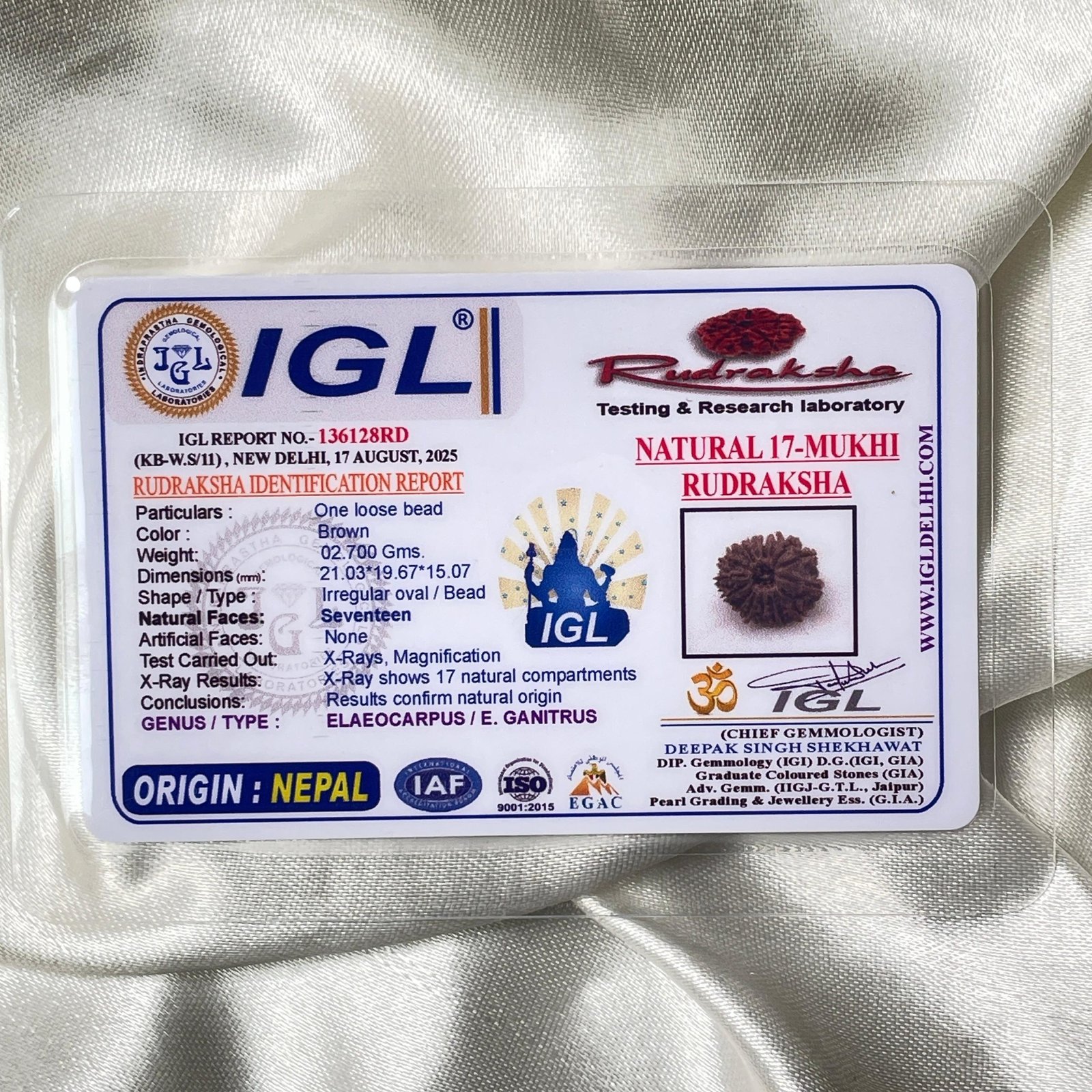 IGL Certified 17 Mukhi Rudraksha – Nepal Origin with X-ray - Image 2