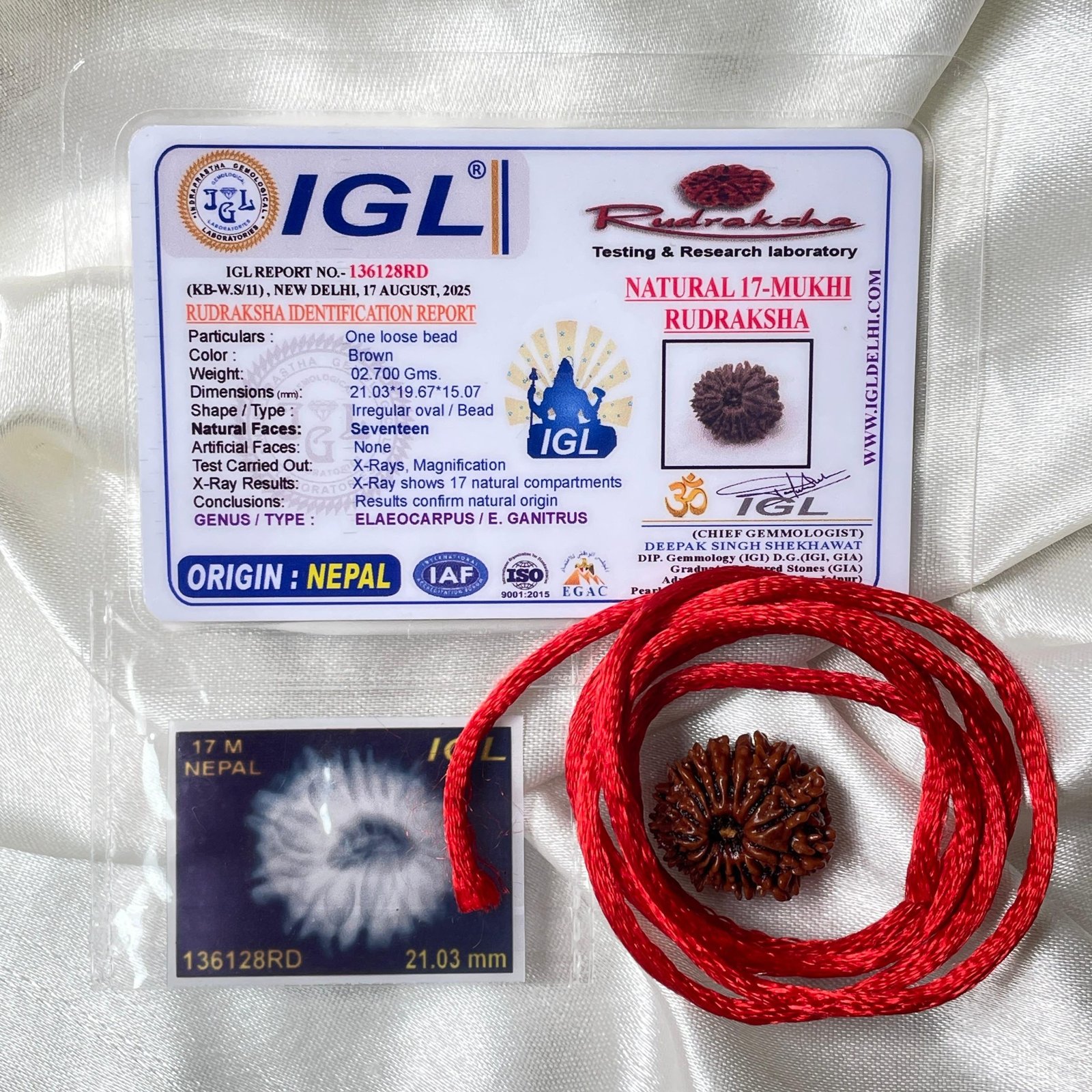 IGL Certified 17 Mukhi Rudraksha – Nepal Origin with X-ray - Image 6