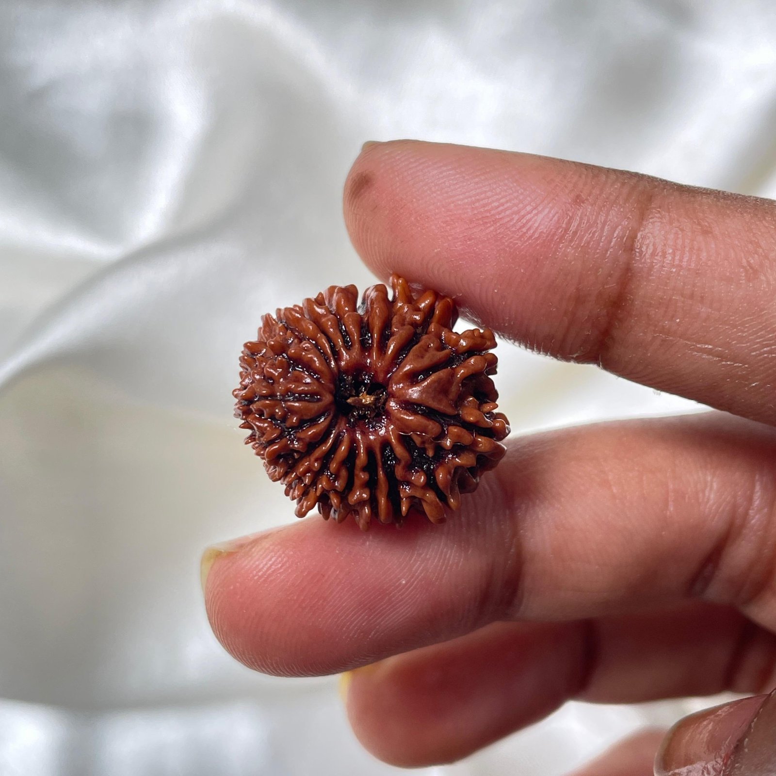 IGL Certified 17 Mukhi Rudraksha – Nepal Origin with X-ray - Image 7