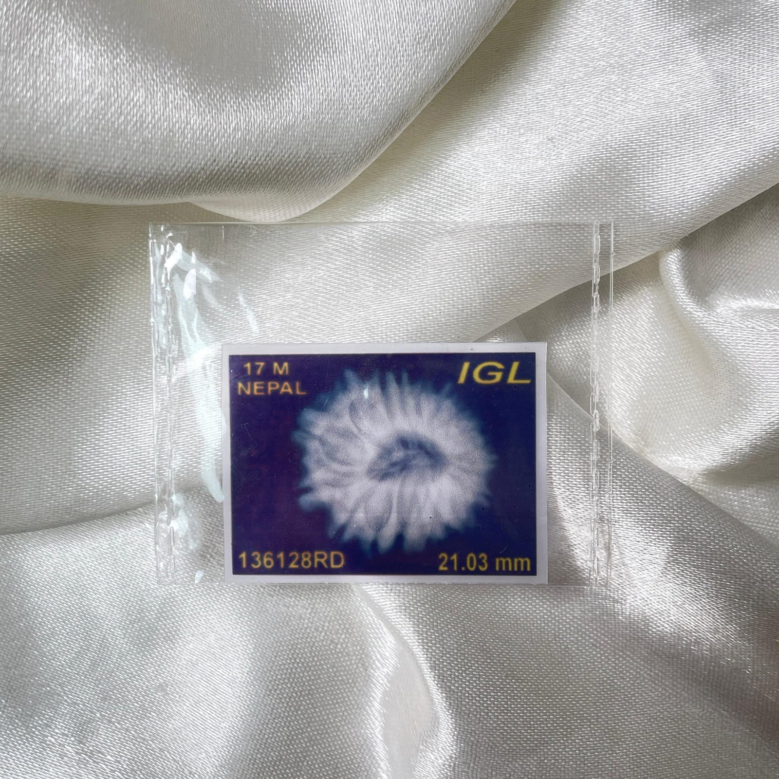 IGL Certified 17 Mukhi Rudraksha – Nepal Origin with X-ray - Image 3