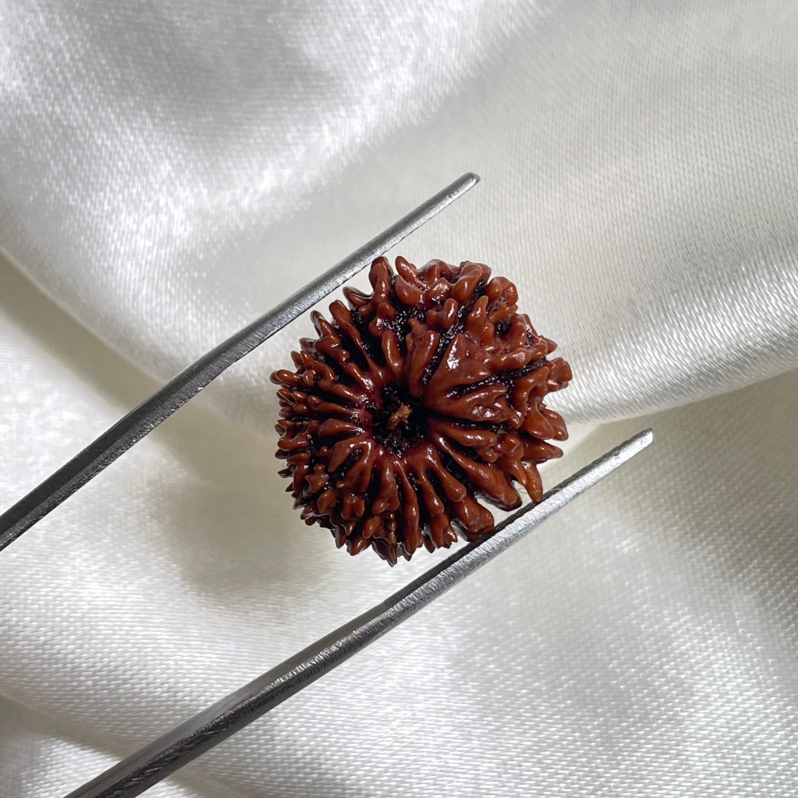 IGL Certified 17 Mukhi Rudraksha – Nepal Origin with X-ray - Image 4