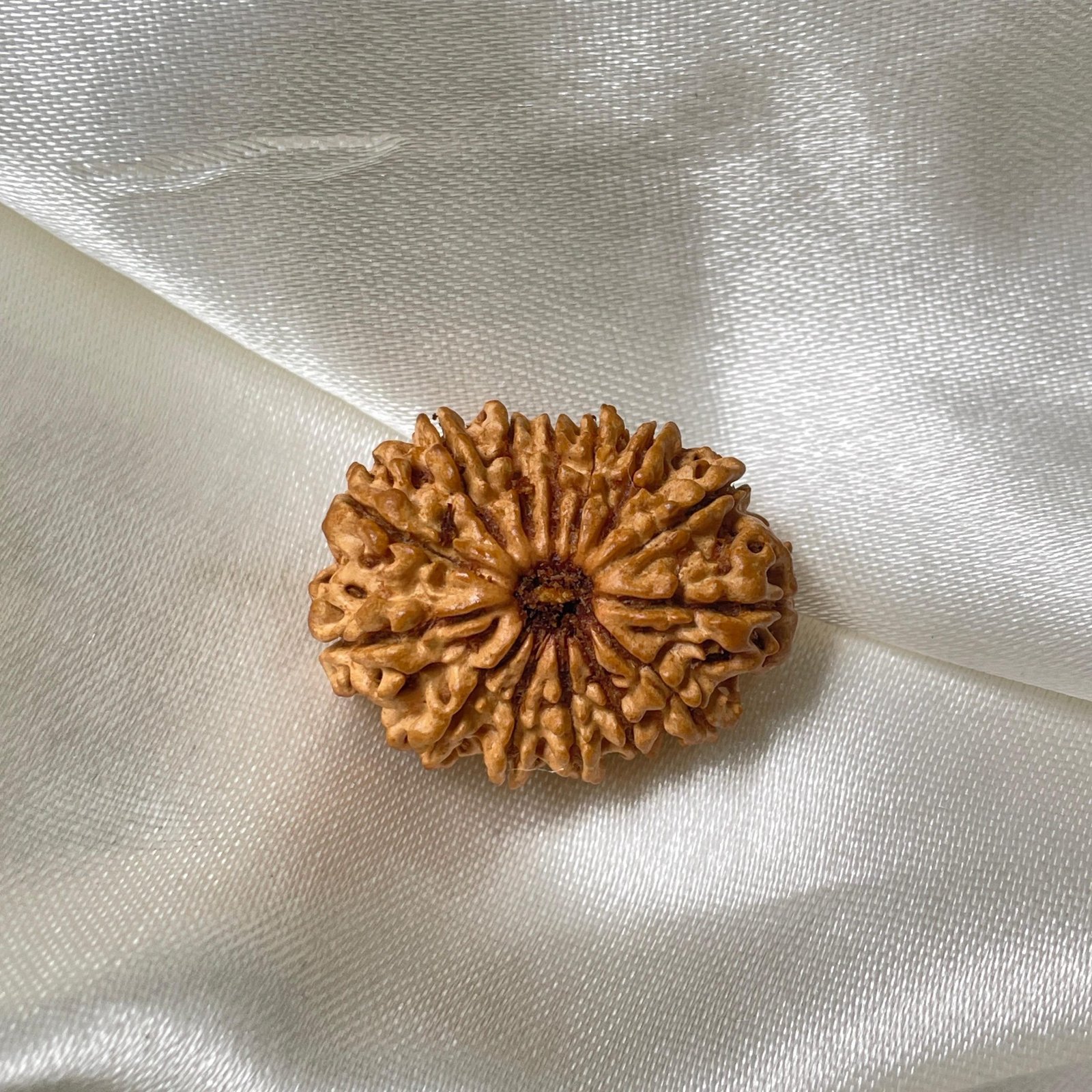 14 Mukhi Rudraksha Pendant – 28mm Nepali Bead (IGL Certified)