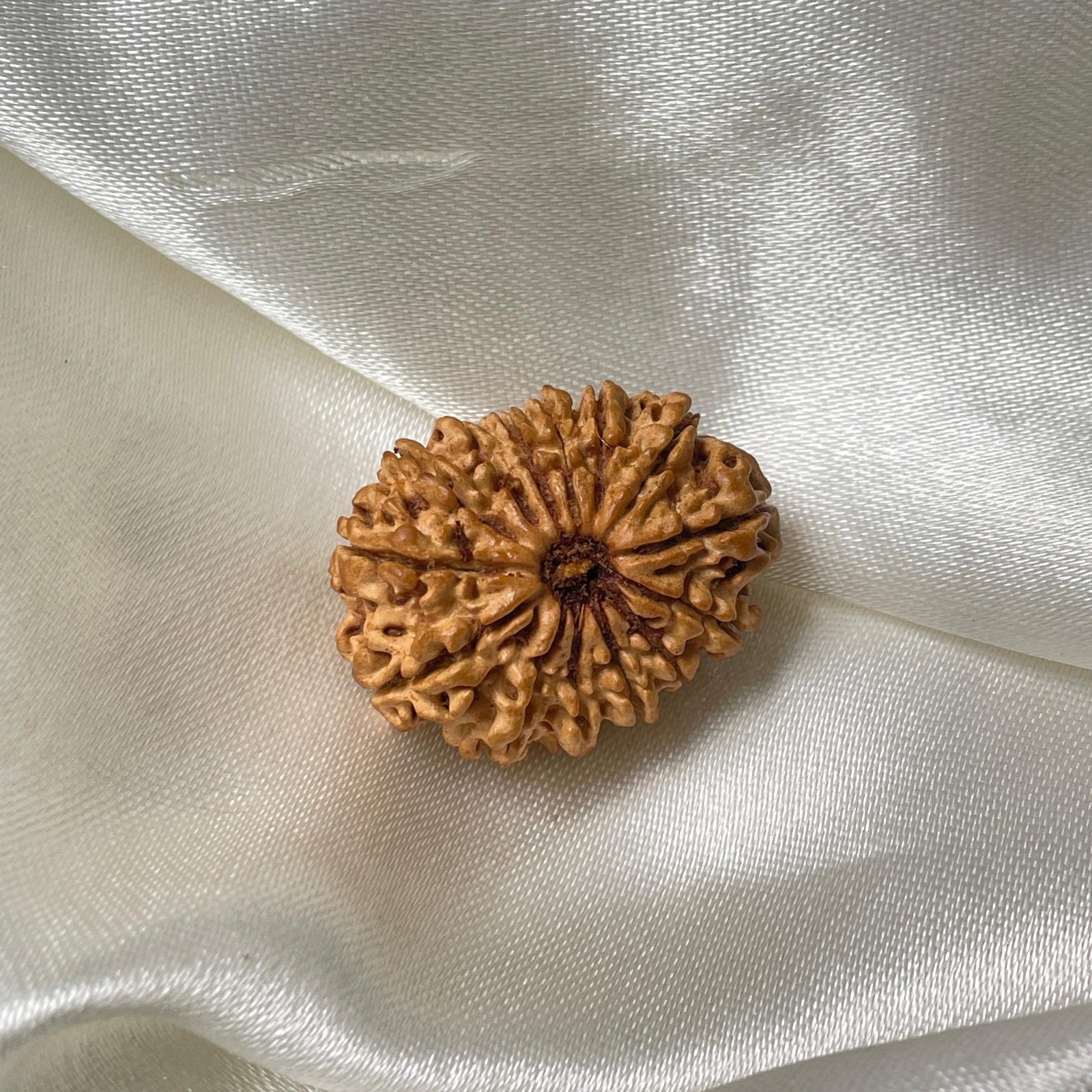 14 Mukhi Rudraksha Pendant – 28mm Nepali Bead (IGL Certified) - Image 7