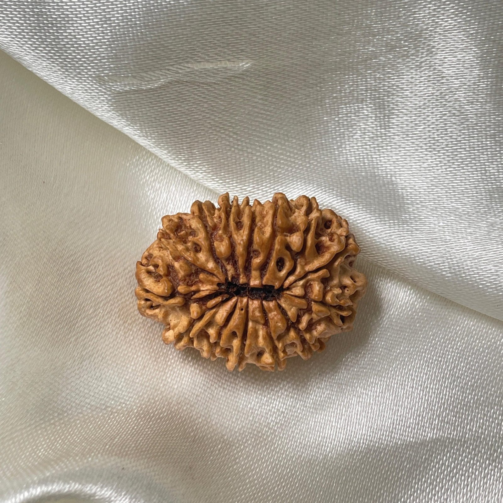 14 Mukhi Rudraksha Pendant – 28mm Nepali Bead (IGL Certified) - Image 8