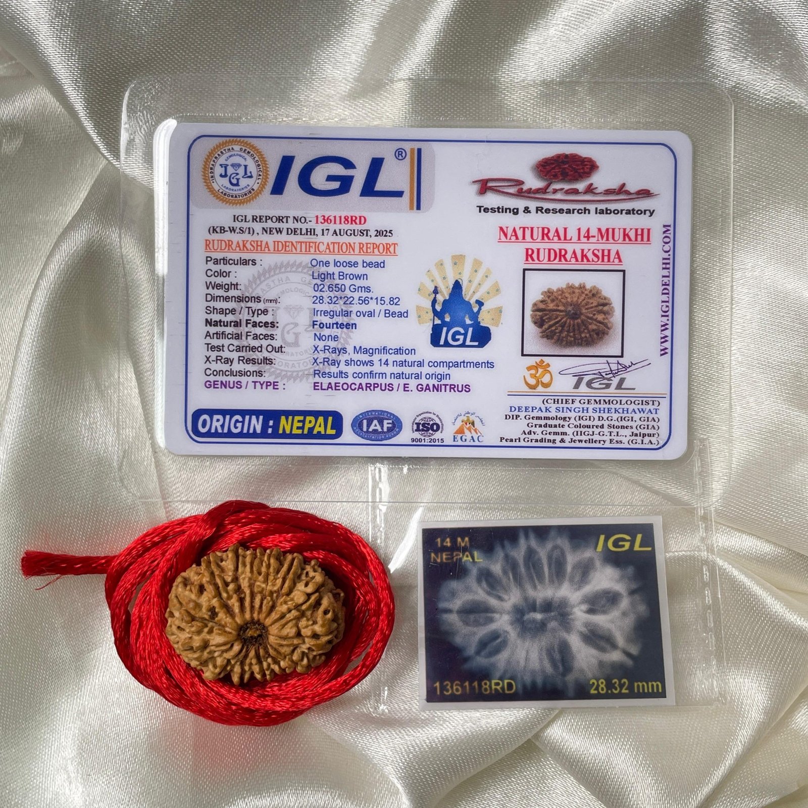 14 Mukhi Rudraksha Pendant – 28mm Nepali Bead (IGL Certified) - Image 6