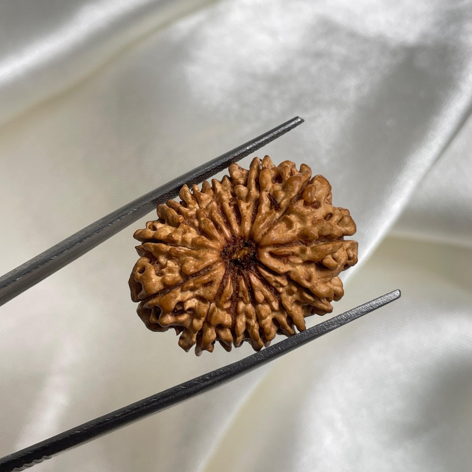 14 Mukhi Rudraksha Pendant – 28mm Nepali Bead (IGL Certified) - Image 4