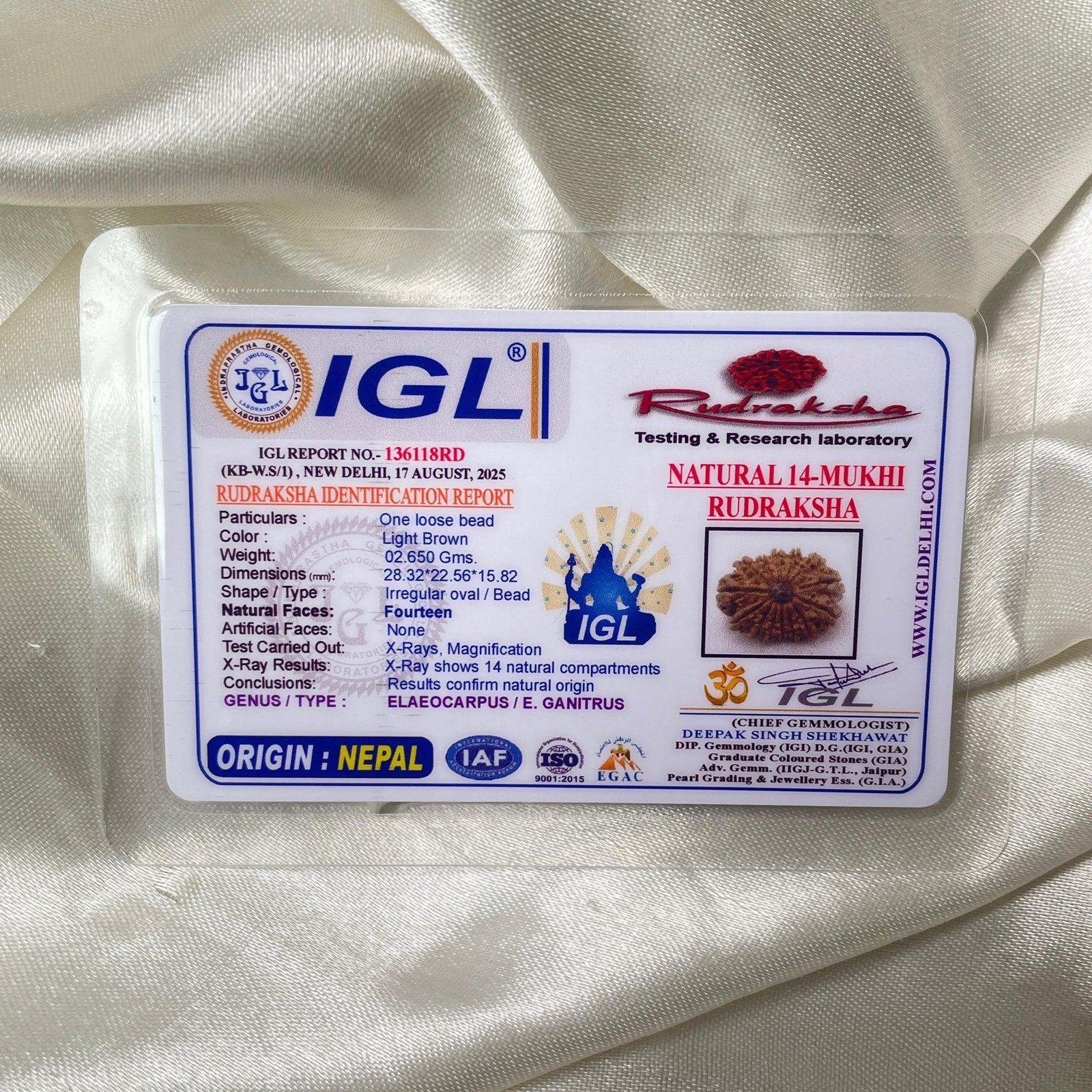 14 Mukhi Rudraksha Pendant – 28mm Nepali Bead (IGL Certified) - Image 2