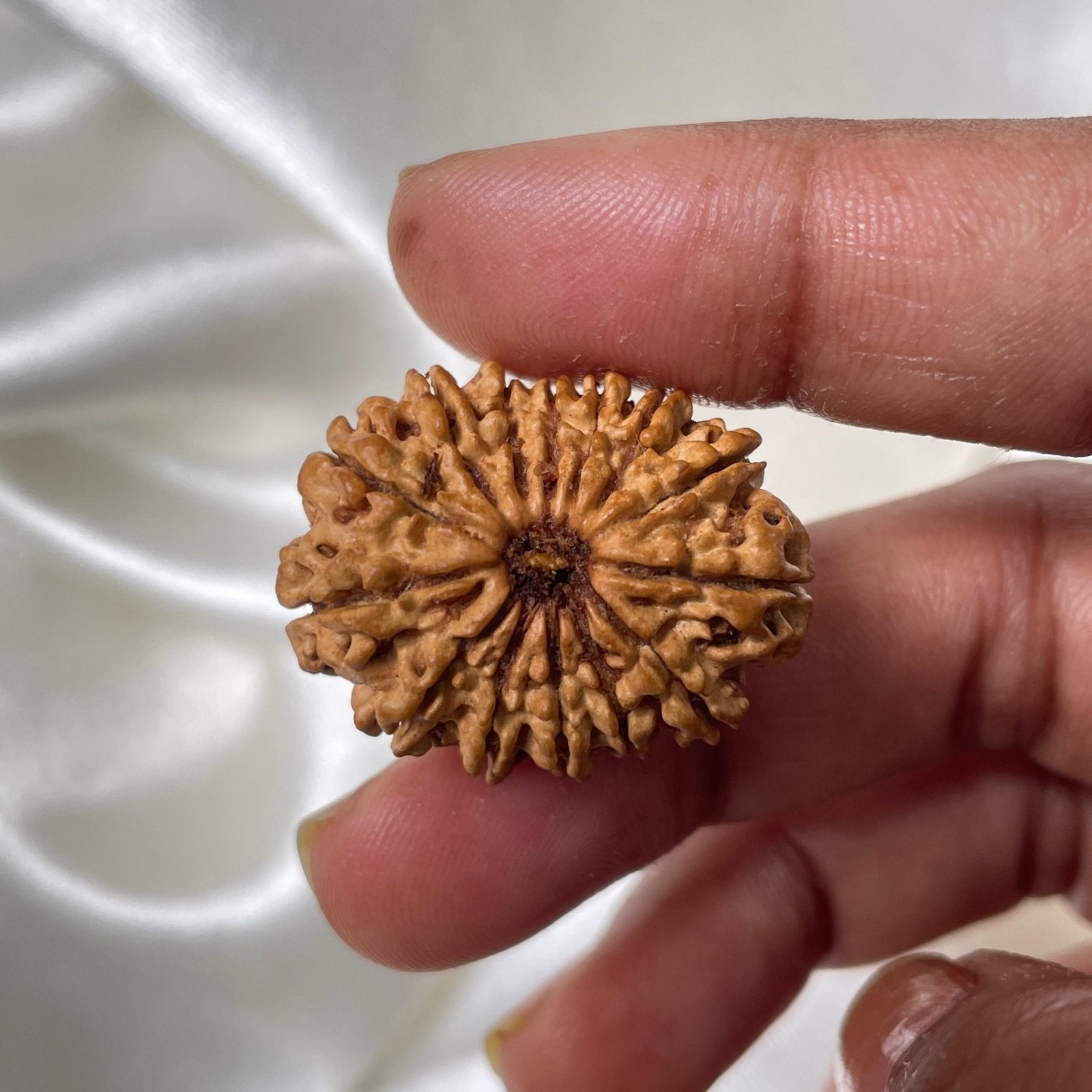 14 Mukhi Rudraksha Pendant – 28mm Nepali Bead (IGL Certified) - Image 9
