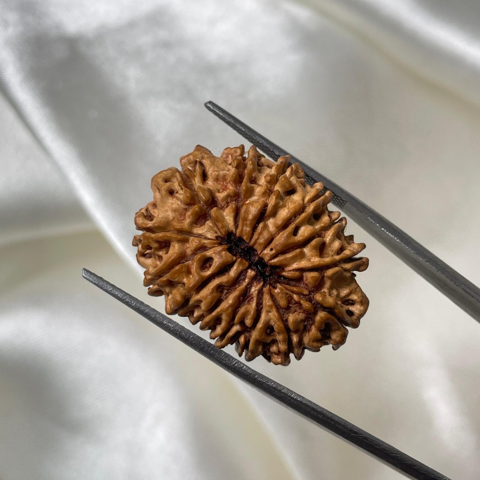 14 Mukhi Rudraksha Pendant – 28mm Nepali Bead (IGL Certified) - Image 5