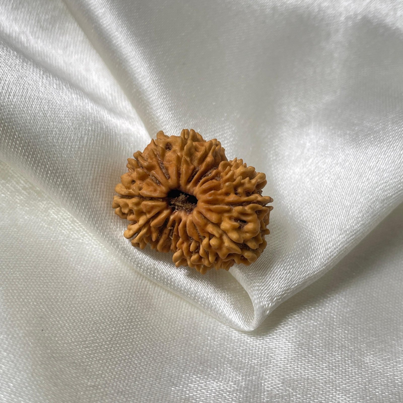 16 Mukhi Rudraksha Pendant (26.90mm) – Nepali Origin – IGL Certified with X-ray - Image 6