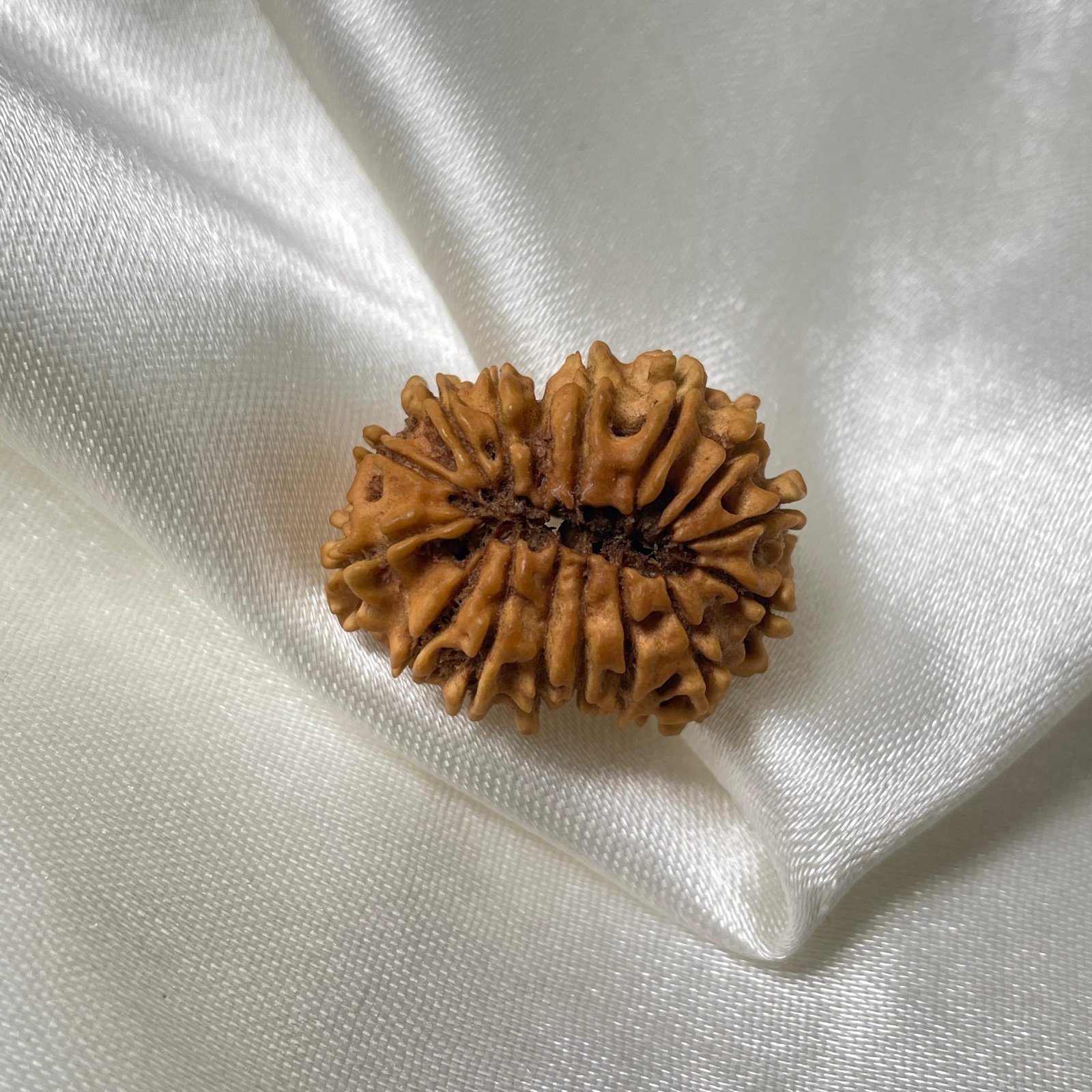 16 Mukhi Rudraksha Pendant (26.90mm) – Nepali Origin – IGL Certified with X-ray - Image 7